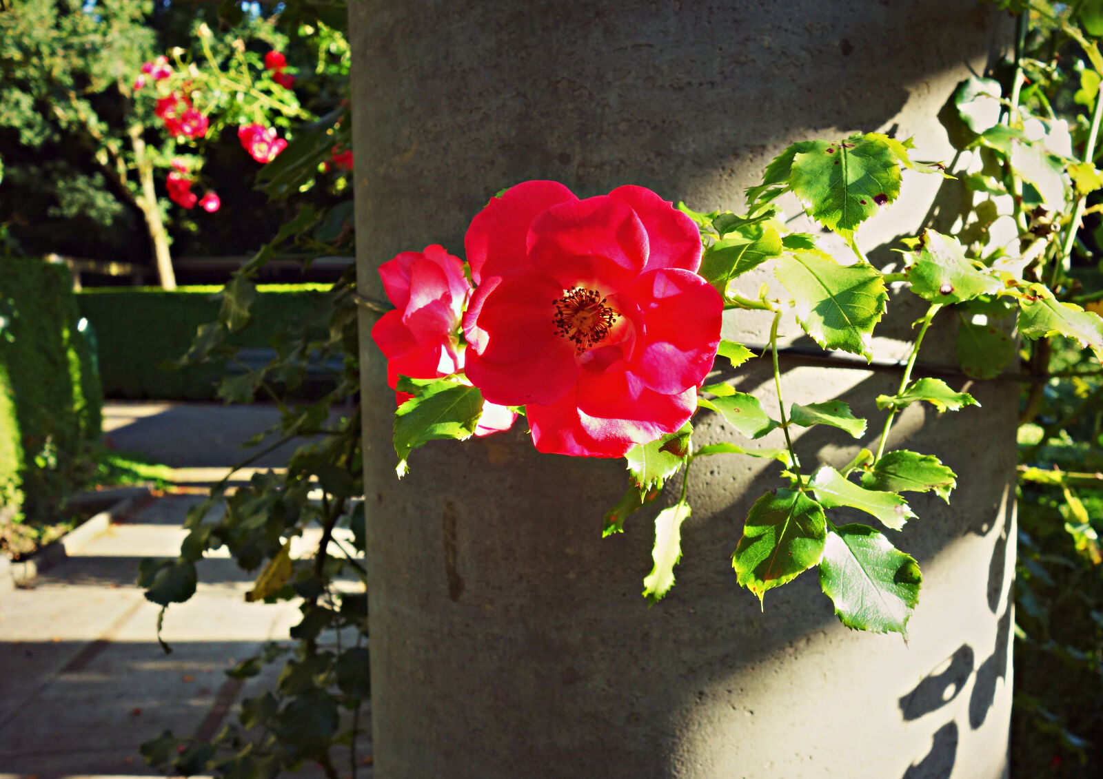 Sony Cyber-shot DSC-RX100 sample photo. Flower, love, passion, plant photography