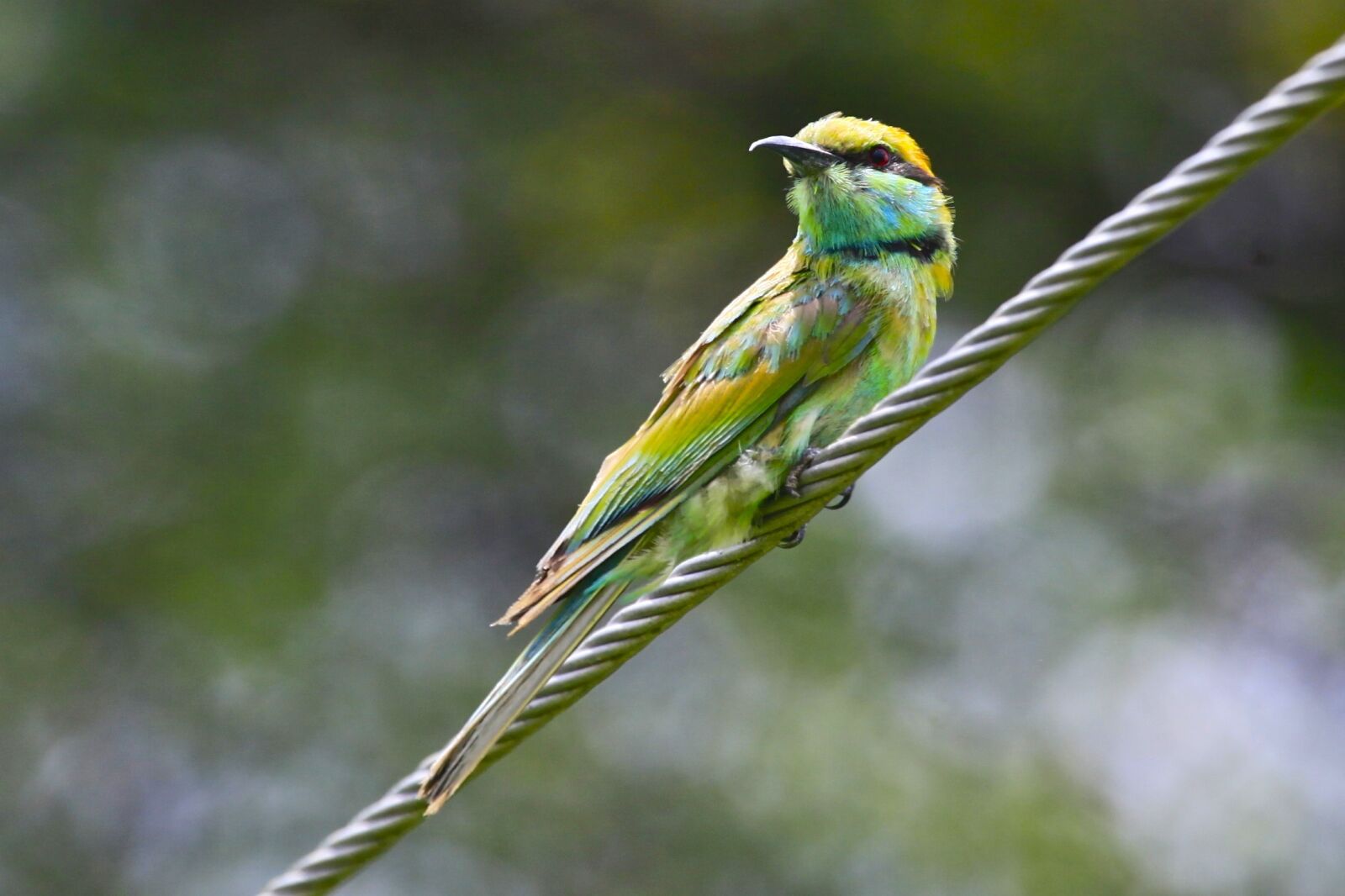 Canon EOS 5D Mark II sample photo. Green bee eater, birds photography