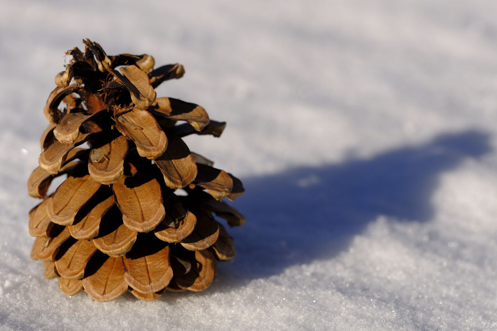 Fujifilm X-T2 + Fujifilm XF 80mm F2.8 R LM OIS WR Macro sample photo. Winter, snow, pine cones photography