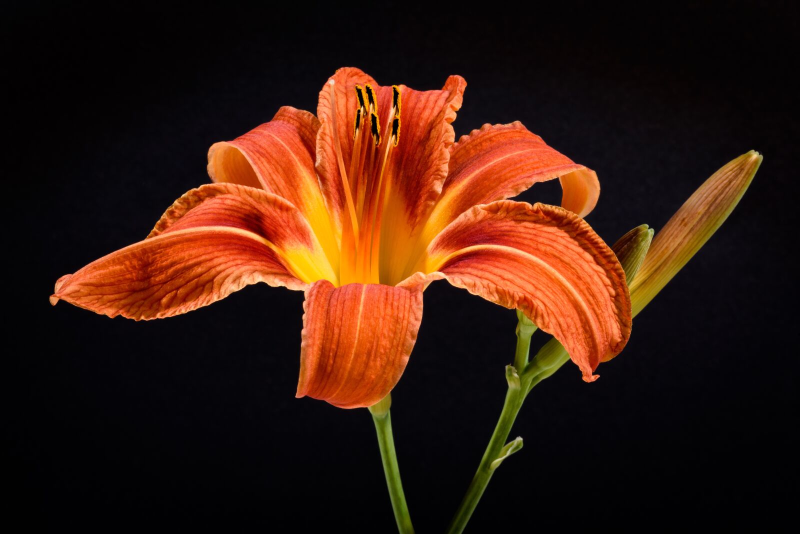 Nikon D750 sample photo. Flower, orange, black photography