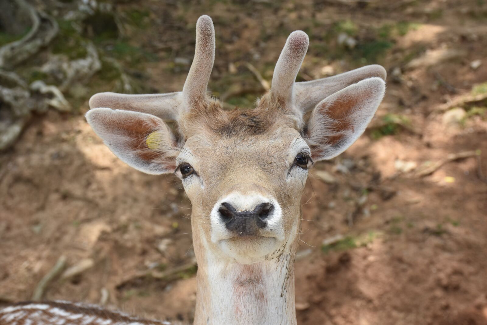 Nikon D7200 sample photo. Deer, animal, nature photography