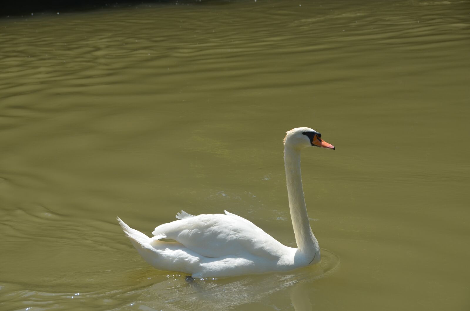 Nikon D5100 sample photo. Animal, swan, white photography