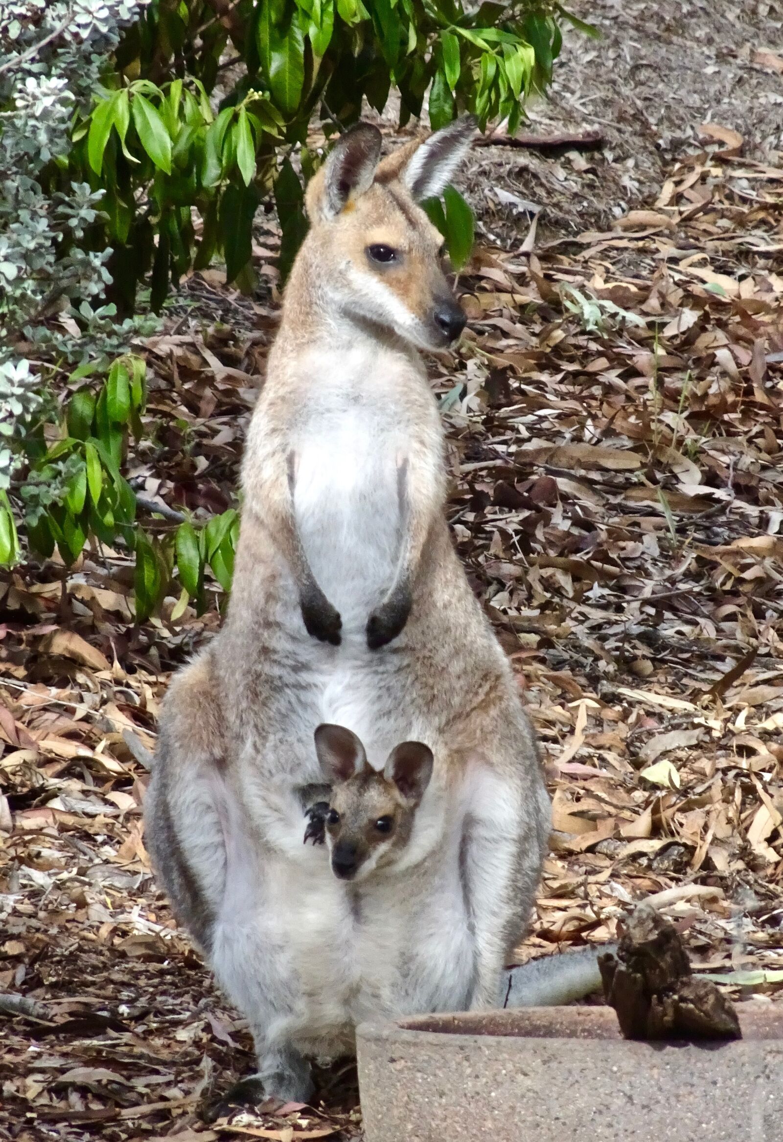 Sony Cyber-shot DSC-HX90V sample photo. Joey, mother, kangaroo photography