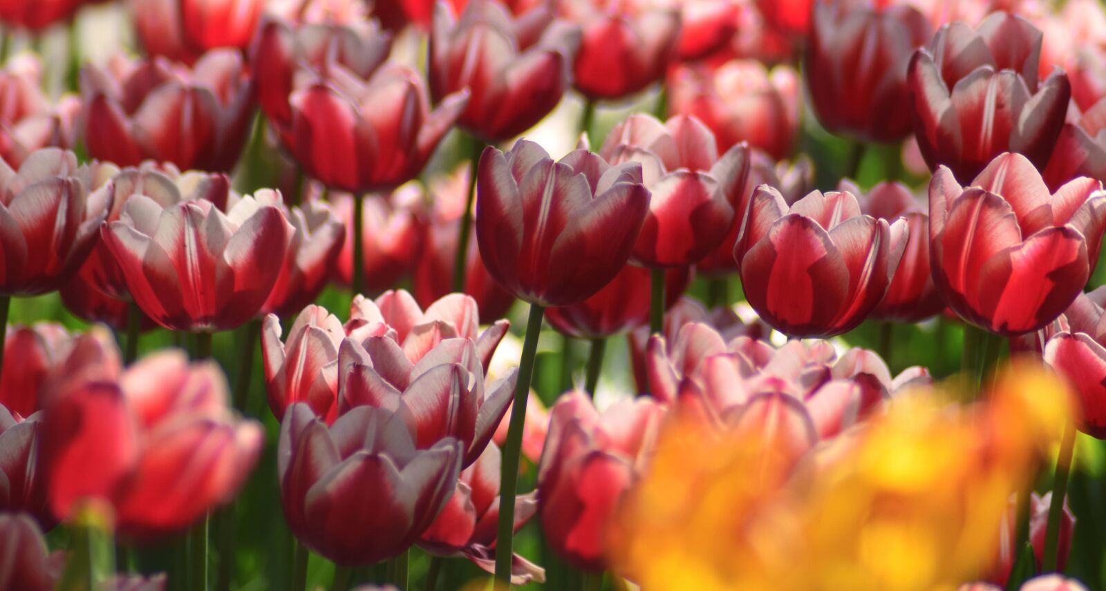Nikon D5300 sample photo. Garden, nature, petals, spring photography