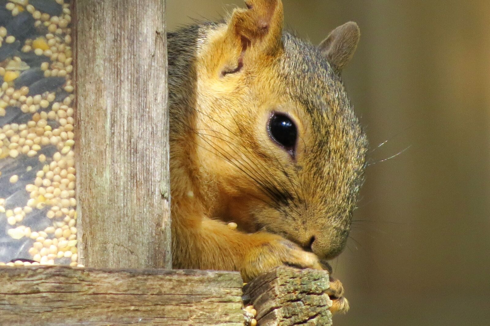 Canon PowerShot SX50 HS sample photo. Squirrel, close up, brown photography