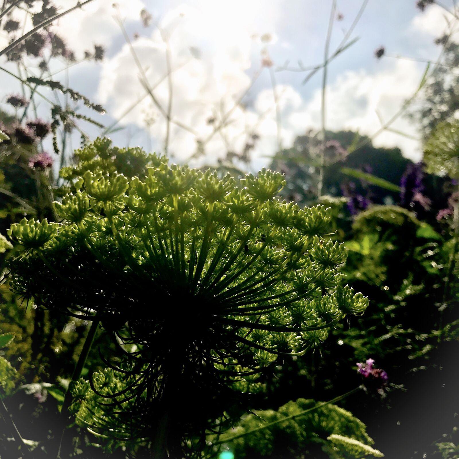 iPhone 7 back camera 3.99mm f/1.8 sample photo. Yarrow, flower, blossom photography