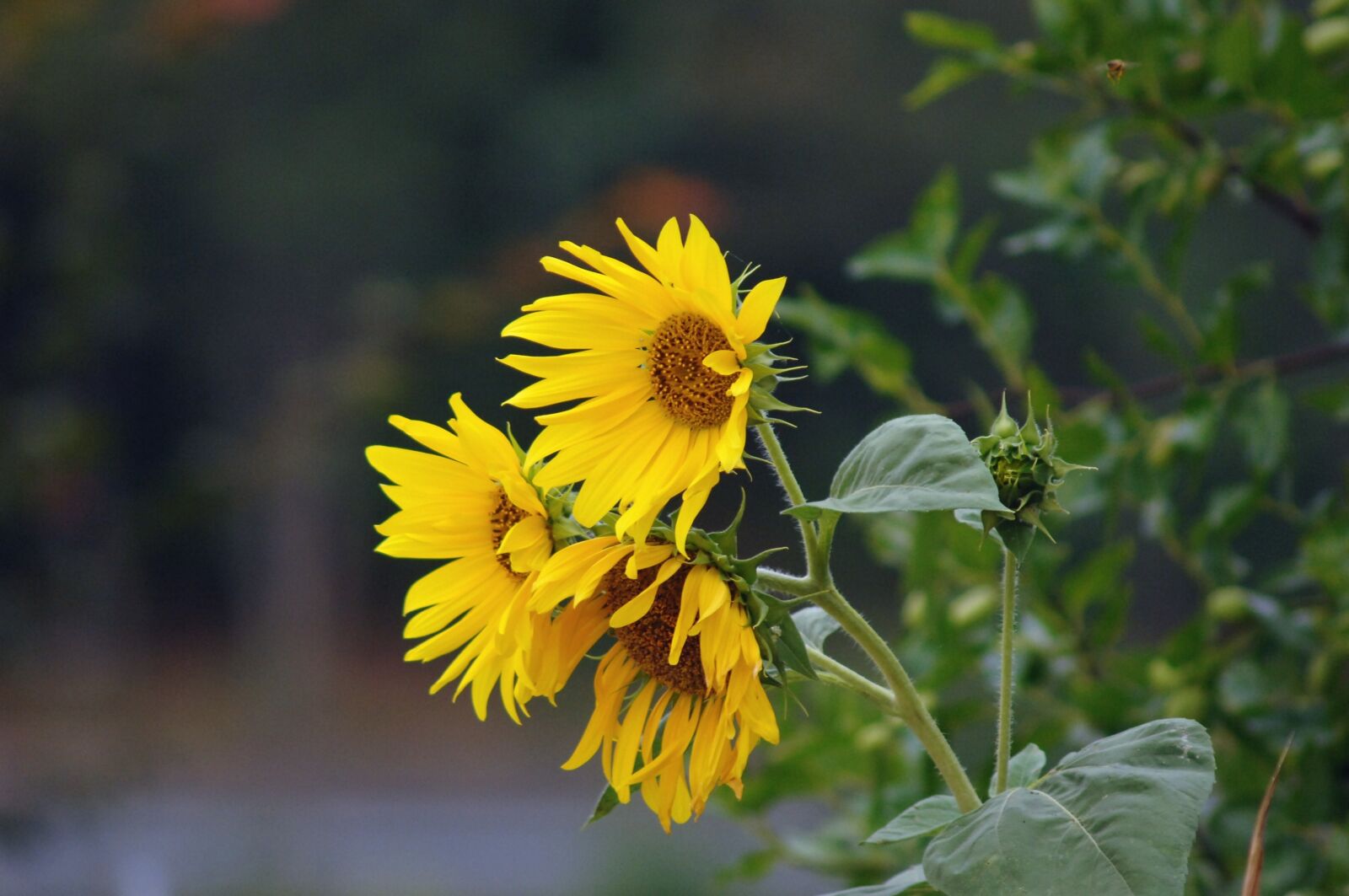 Nikon D2Xs sample photo. Sunflower, yellow, green photography
