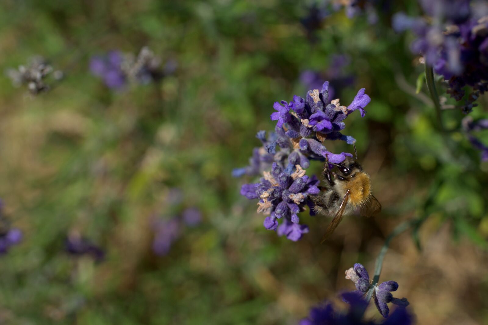 Sony FE 50mm F2.8 Macro sample photo. Hummel, lavender, purple photography