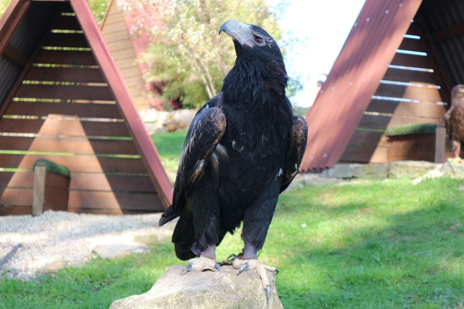 Canon EOS M10 sample photo. Adler, eagles waiting in photography