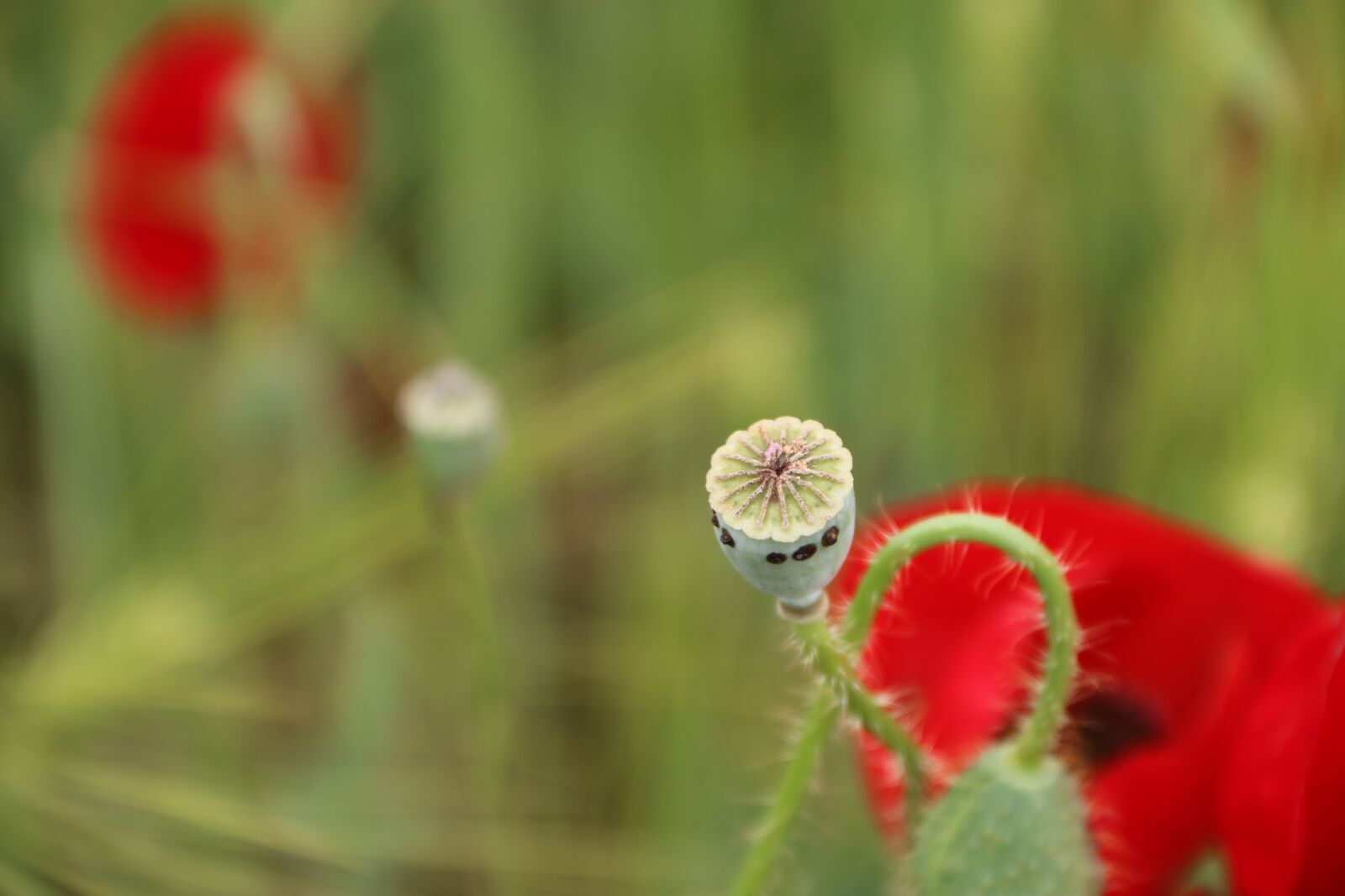 Canon EF-S 18-135mm F3.5-5.6 IS sample photo. Papaver rhoeas, flower, plant photography