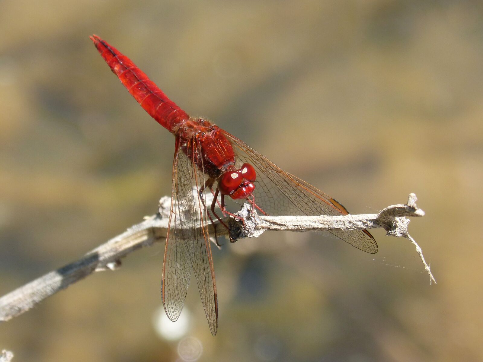 Panasonic DMC-FZ62 sample photo. Red dragonfly, river, pond photography