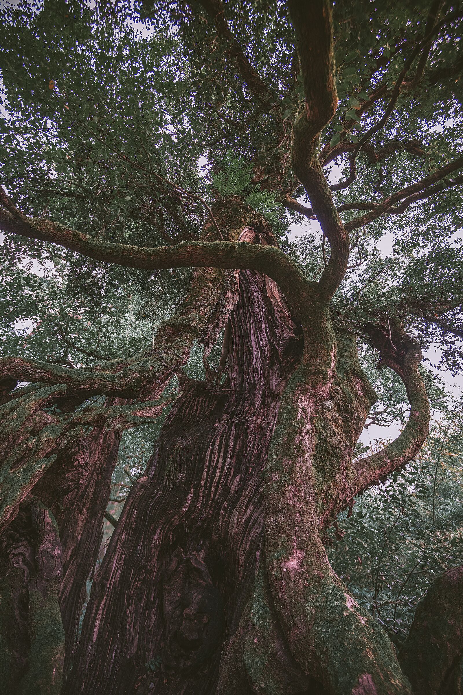 Nikon D850 sample photo. Old, tree, nature photography