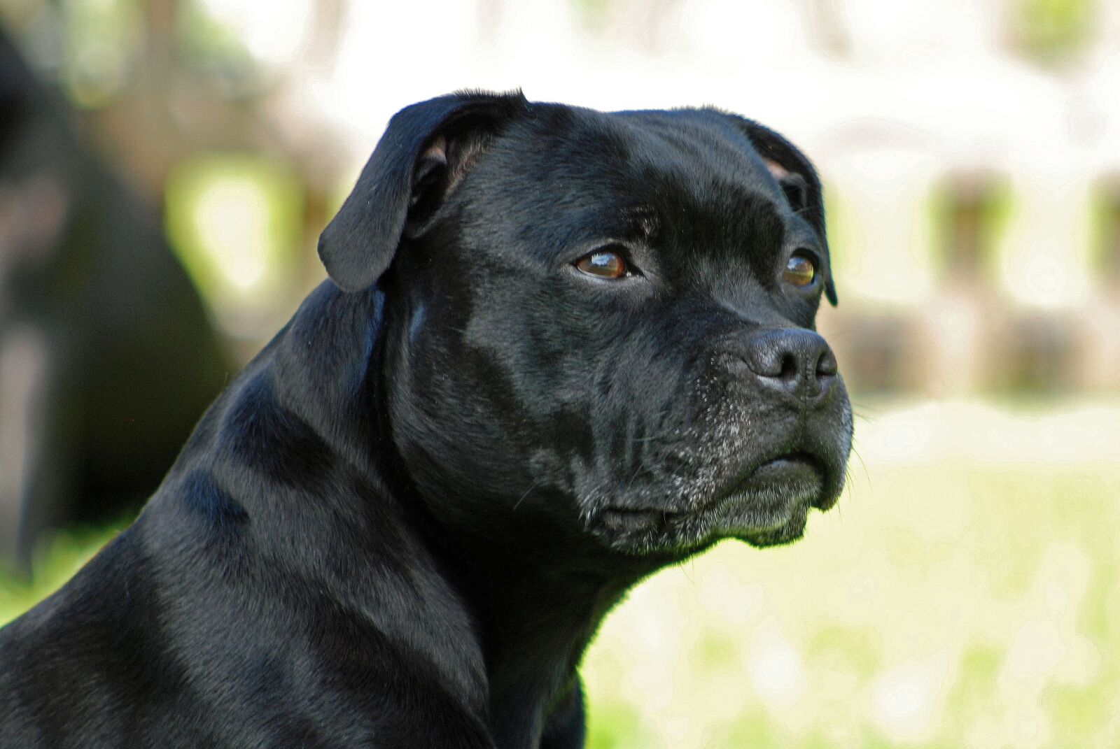 Nikon D80 sample photo. Animal, dog, staffordshire-bull-terrier photography
