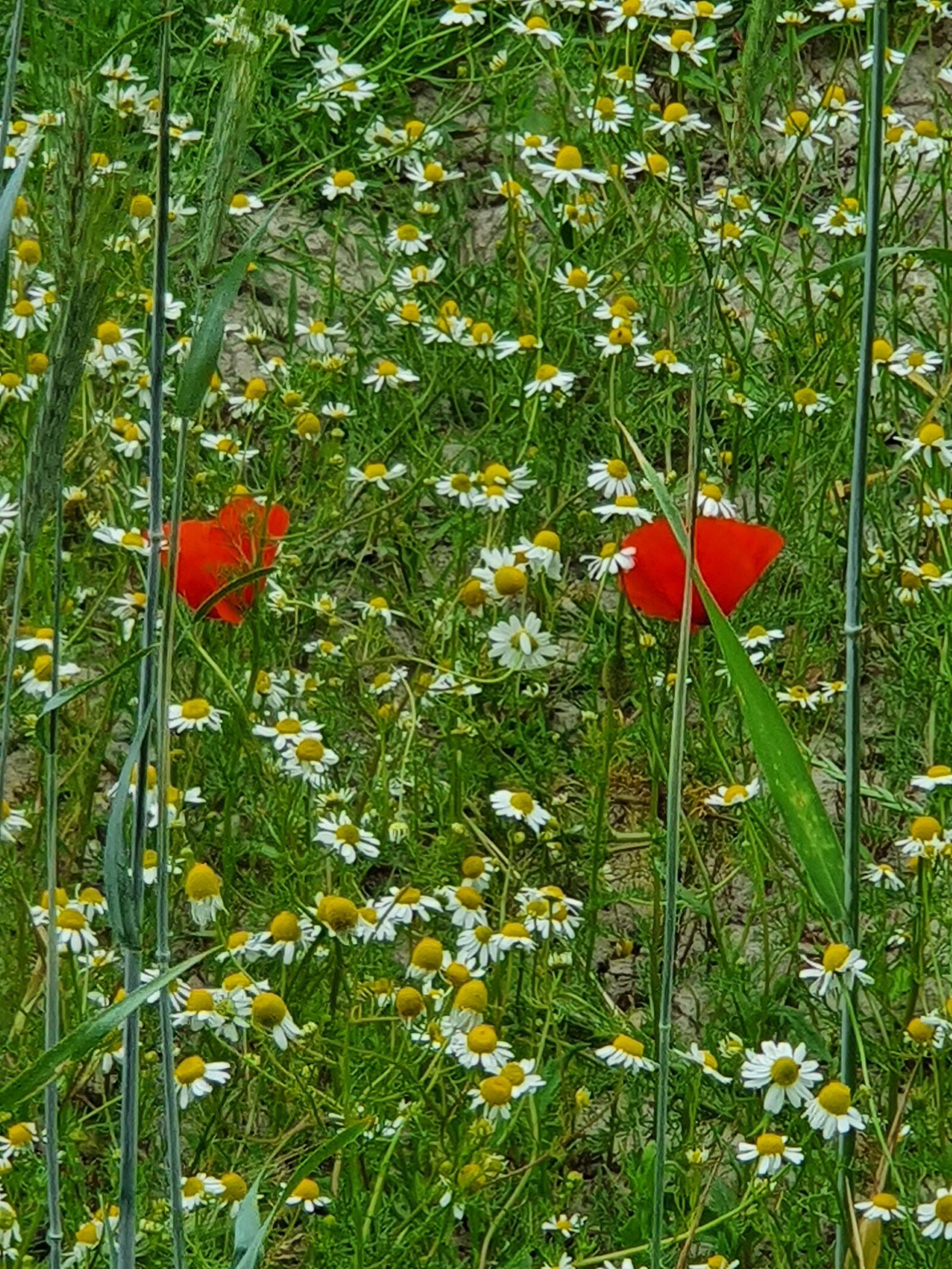 Samsung Galaxy S10 sample photo. Summer, meadow, poppies photography