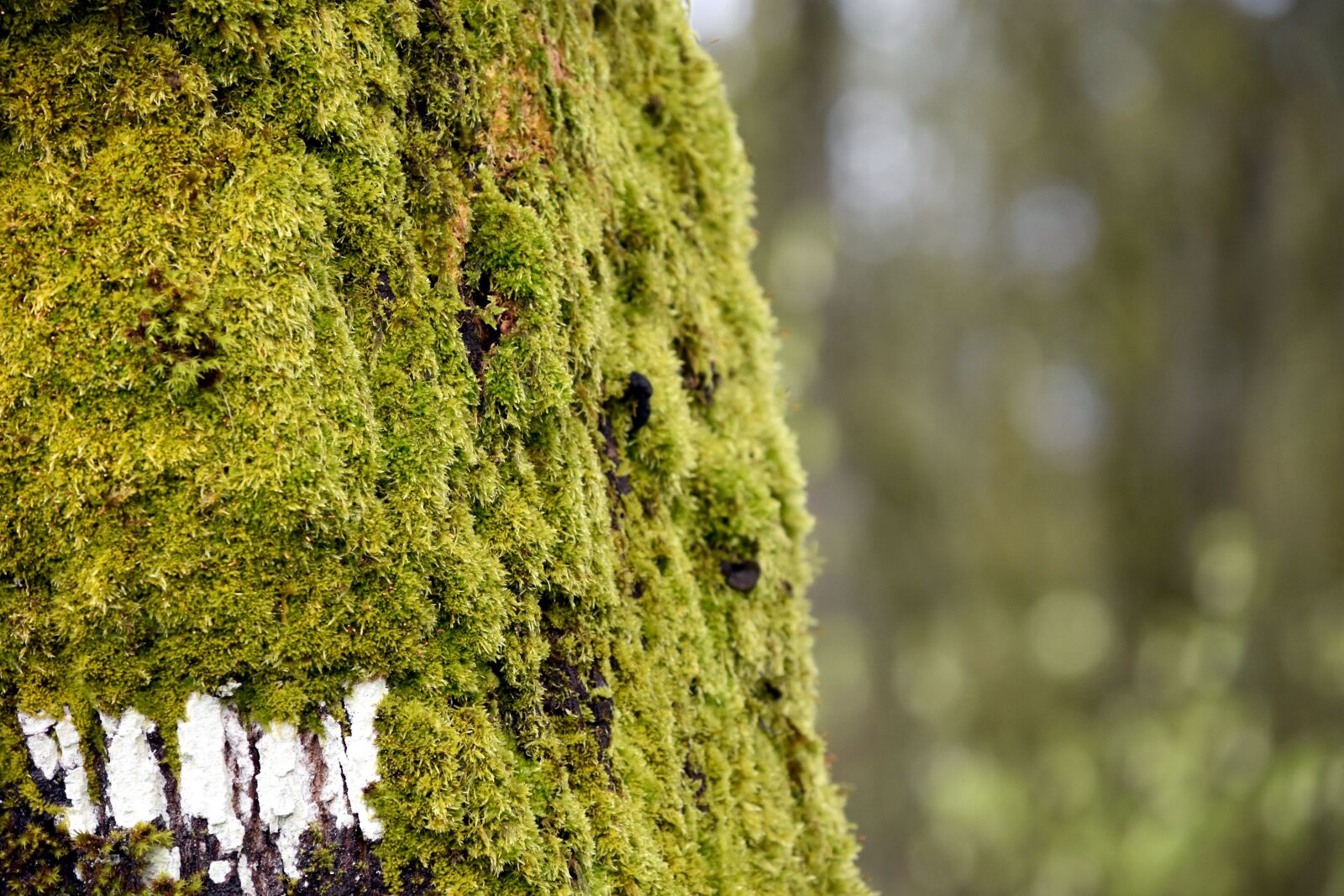 Nikon D7200 sample photo. Moss, tree, forest photography