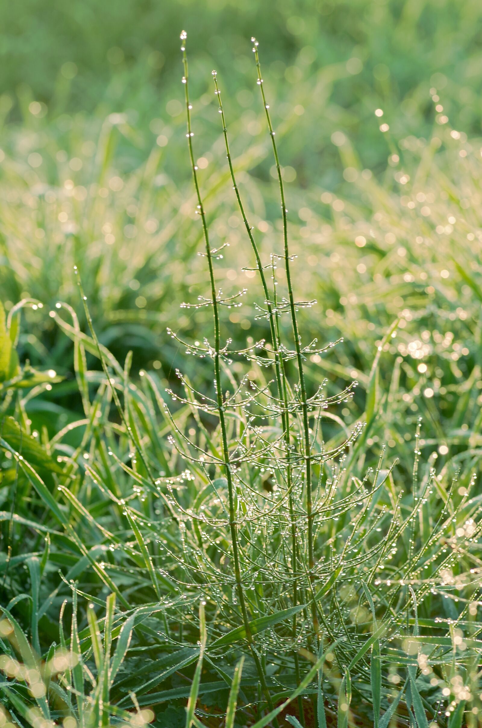 Pentax K-S2 sample photo. Juicy grass, rosa, meadow photography
