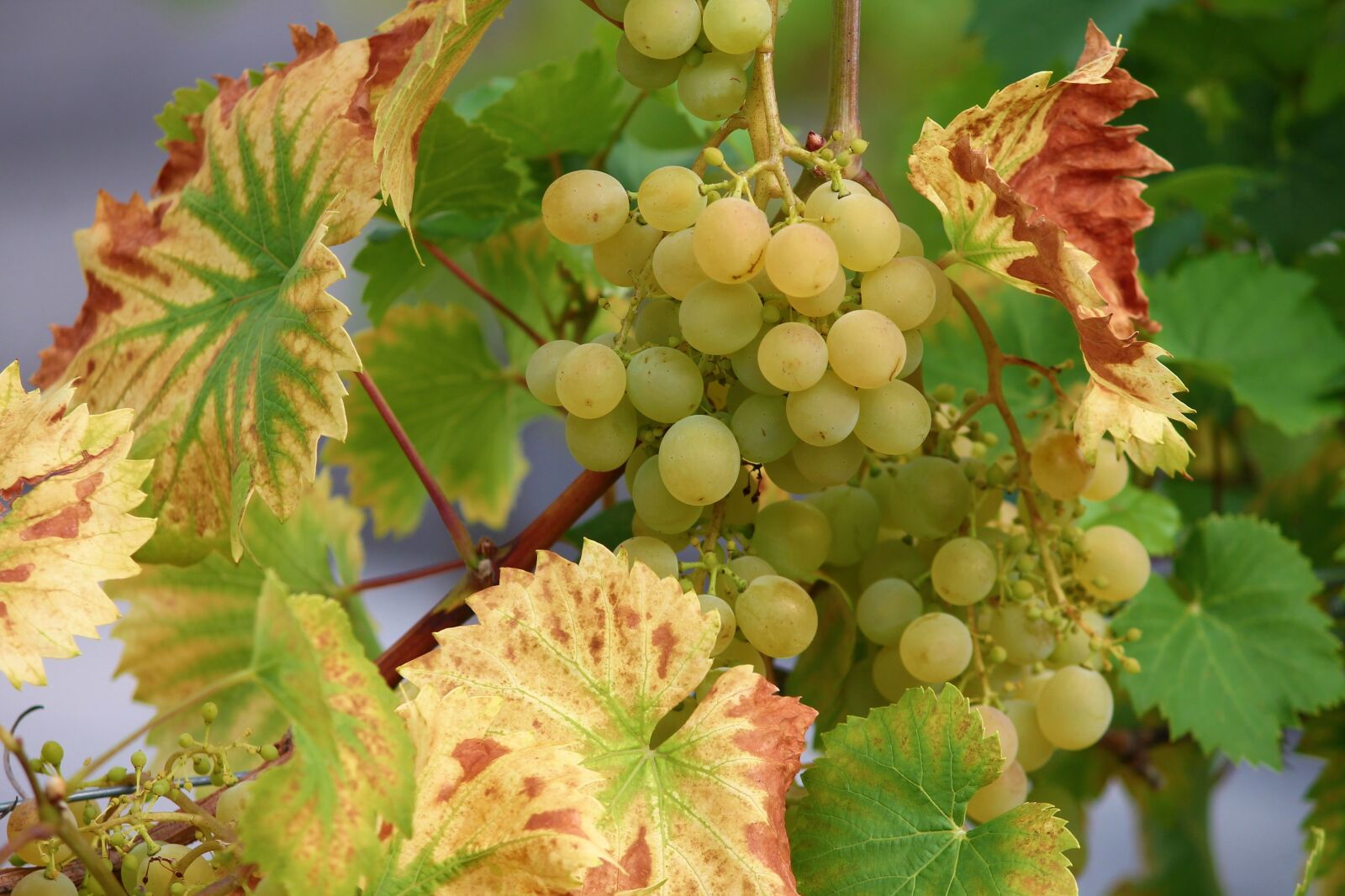 Canon EOS 1100D (EOS Rebel T3 / EOS Kiss X50) sample photo. Grape, vine, wine photography