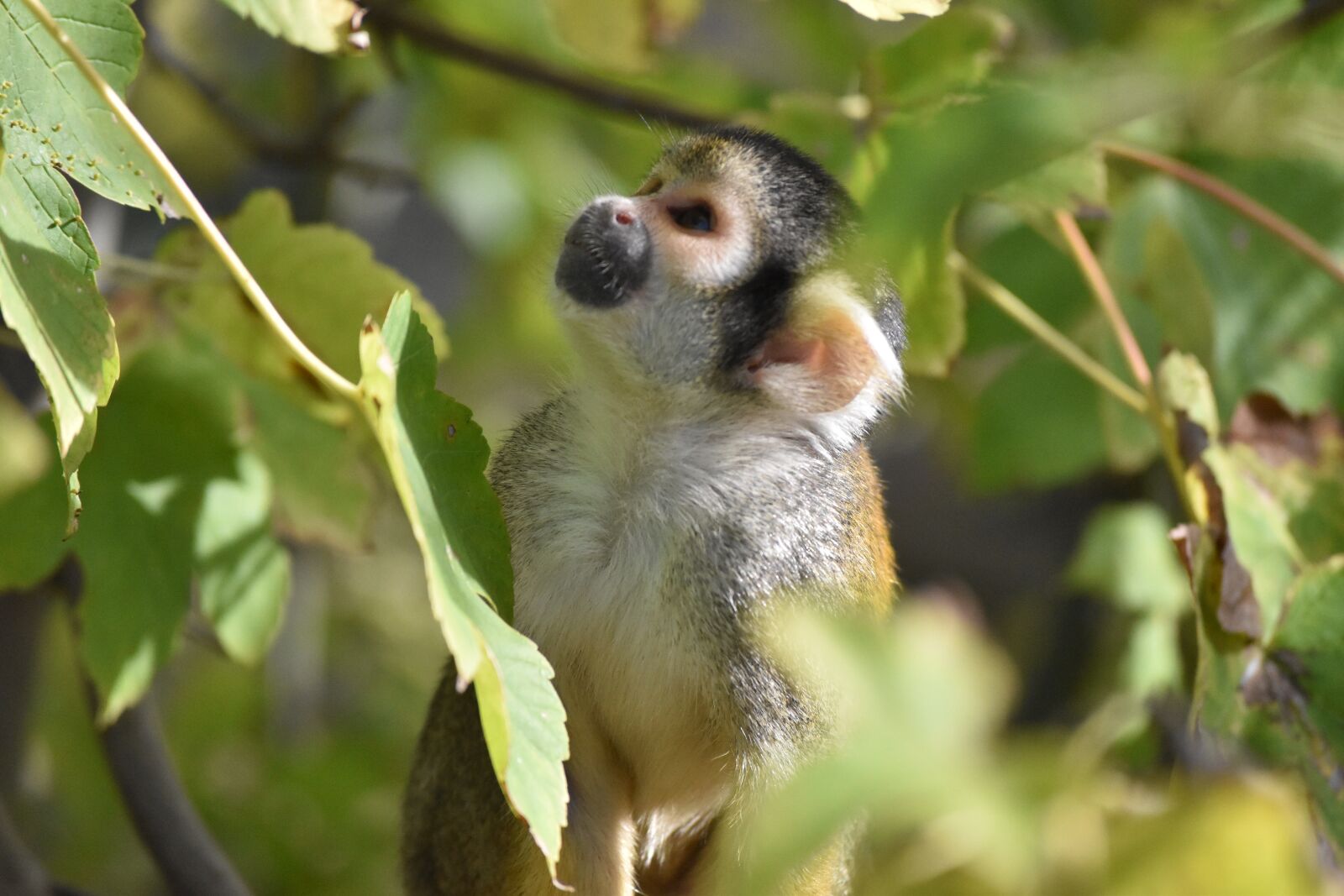 Nikon D5500 sample photo. Petit, monkey, cute photography