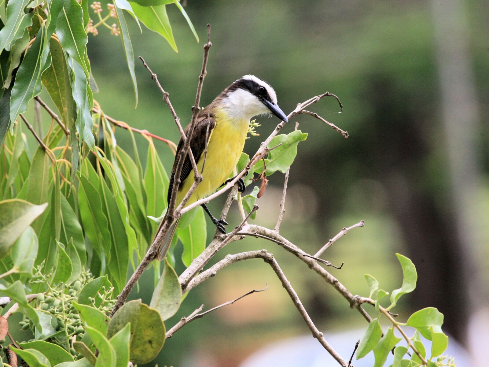 Canon EOS 5D sample photo. Great kiskadee, bird, animal photography