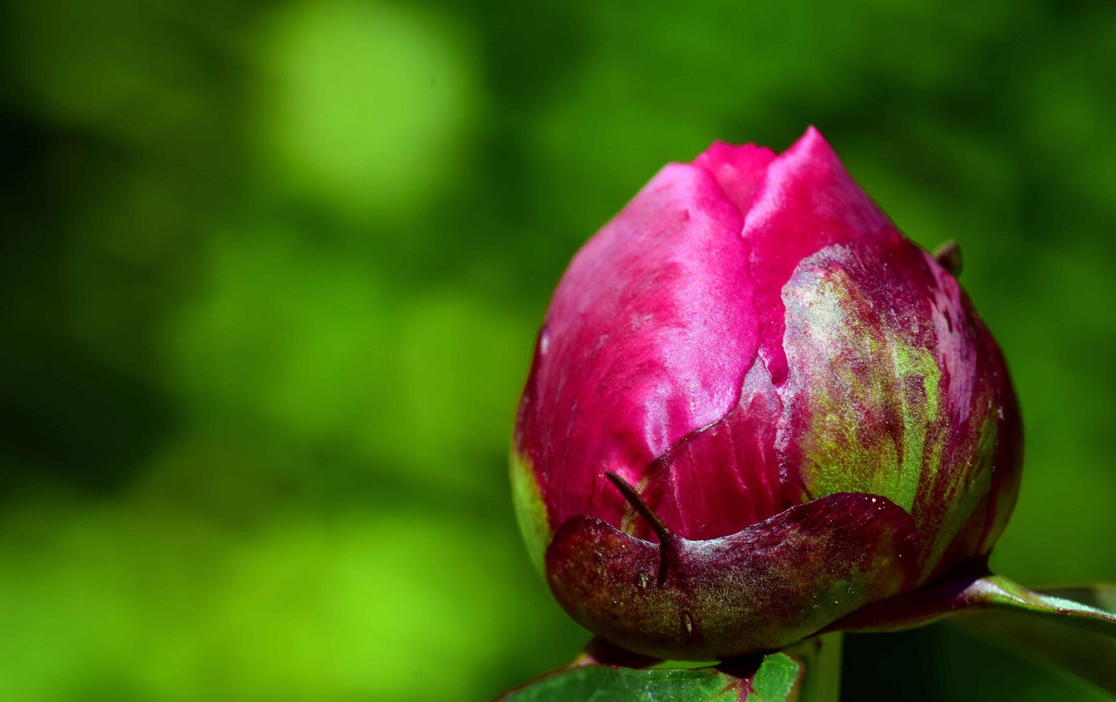 Nikon D3300 sample photo. Summer, flora, nature, leaf photography