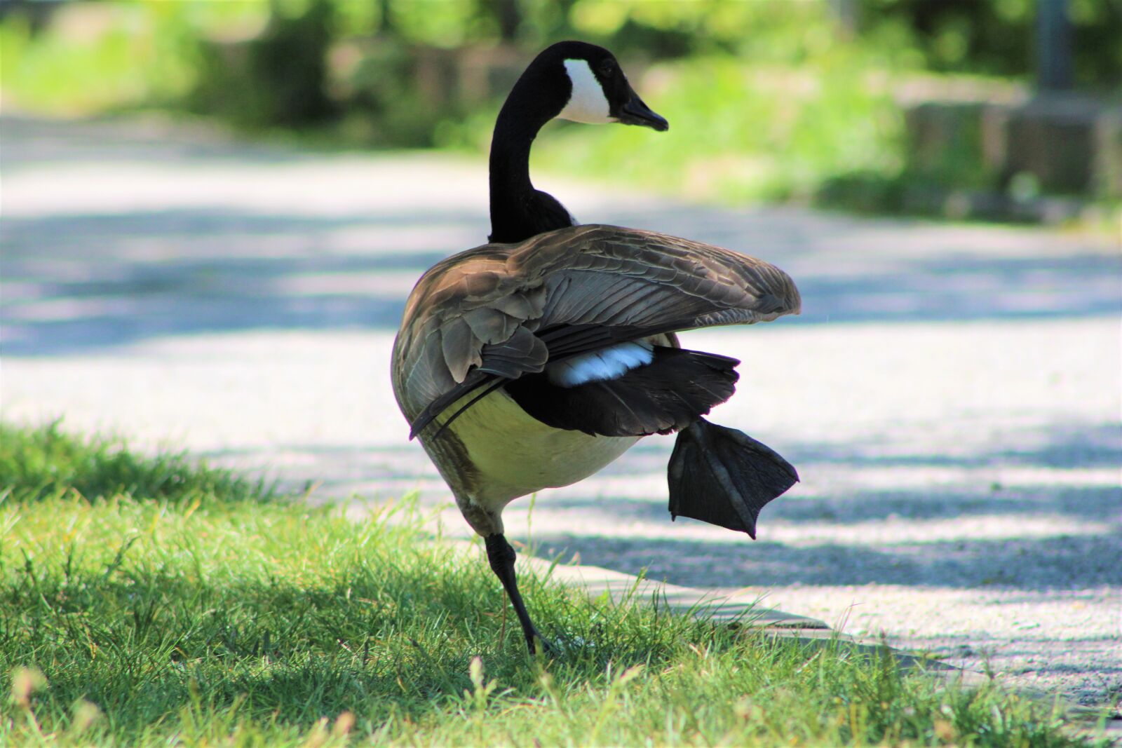 Canon EF75-300mm f/4-5.6 sample photo. Goose, bird, close up photography