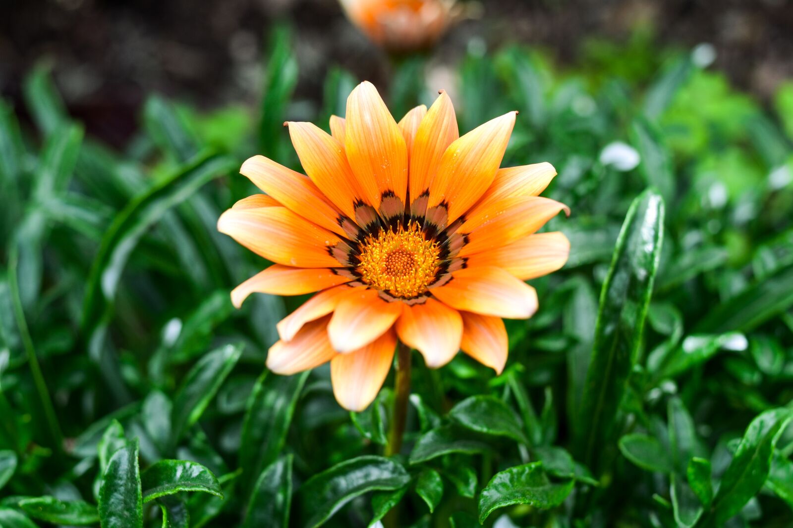 Nikon D3400 sample photo. Beautiful flower, nature, petals photography