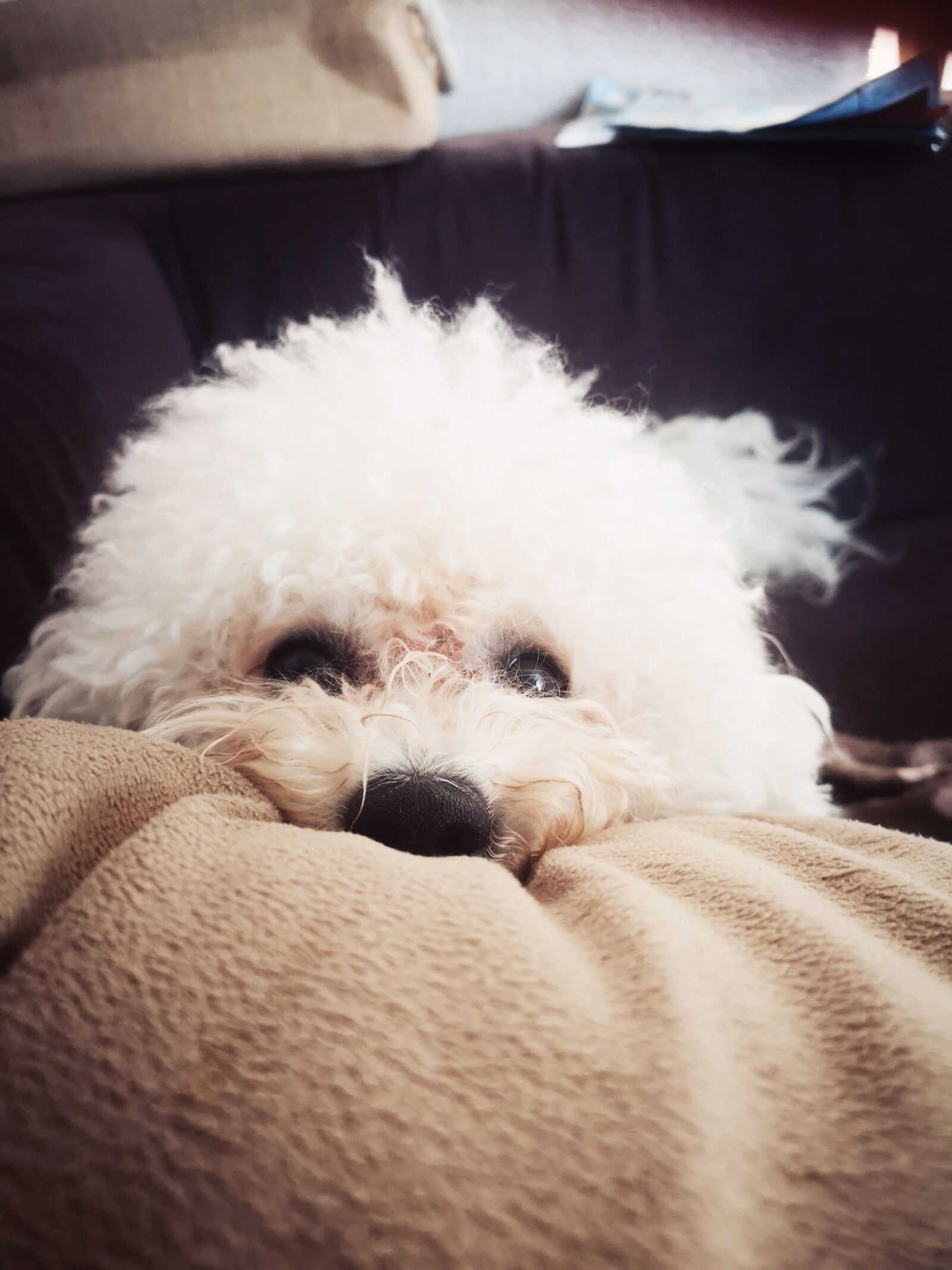 HUAWEI CLT-L29 sample photo. Dog, sweet, animals photography
