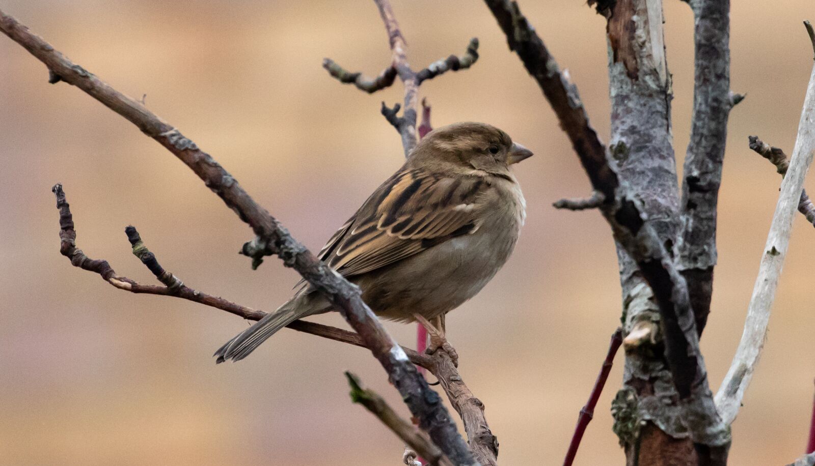 Canon EOS 7D Mark II sample photo. Sparrow, hedge sparrow, garden photography