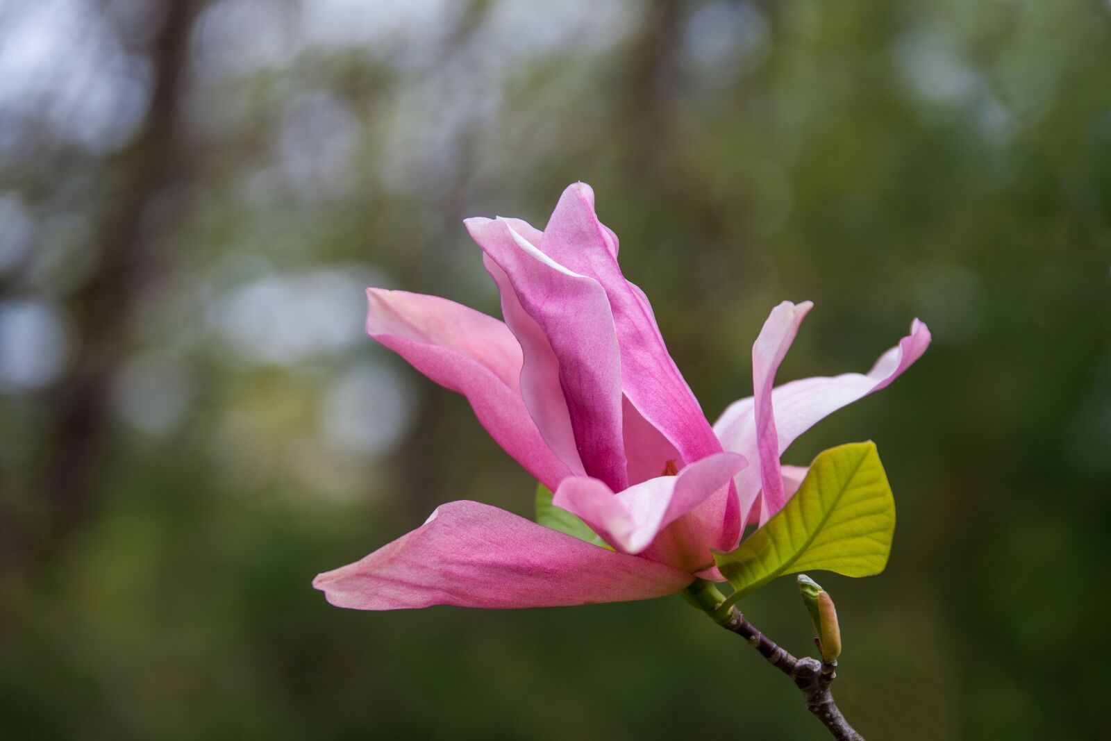 Canon EOS 5D sample photo. Flower, gardenia, pink photography