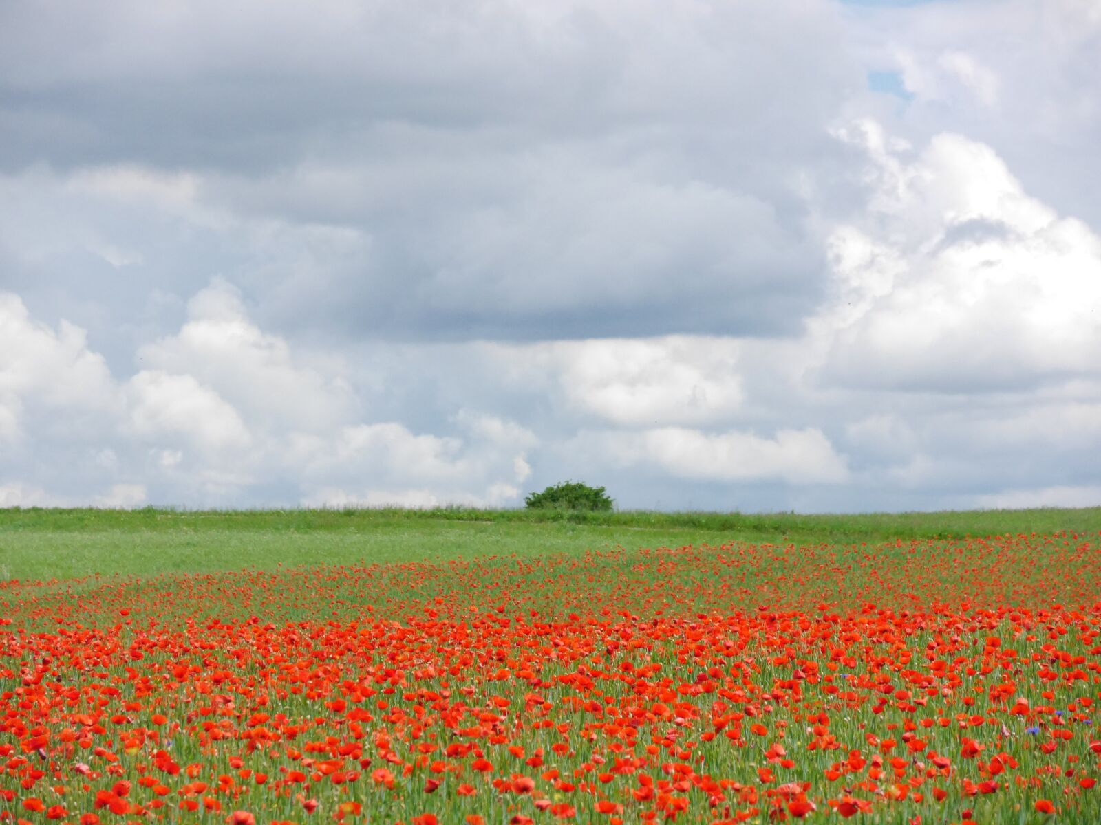 Panasonic Lumix DMC-G6 sample photo. Clouds, poppy, meadow photography