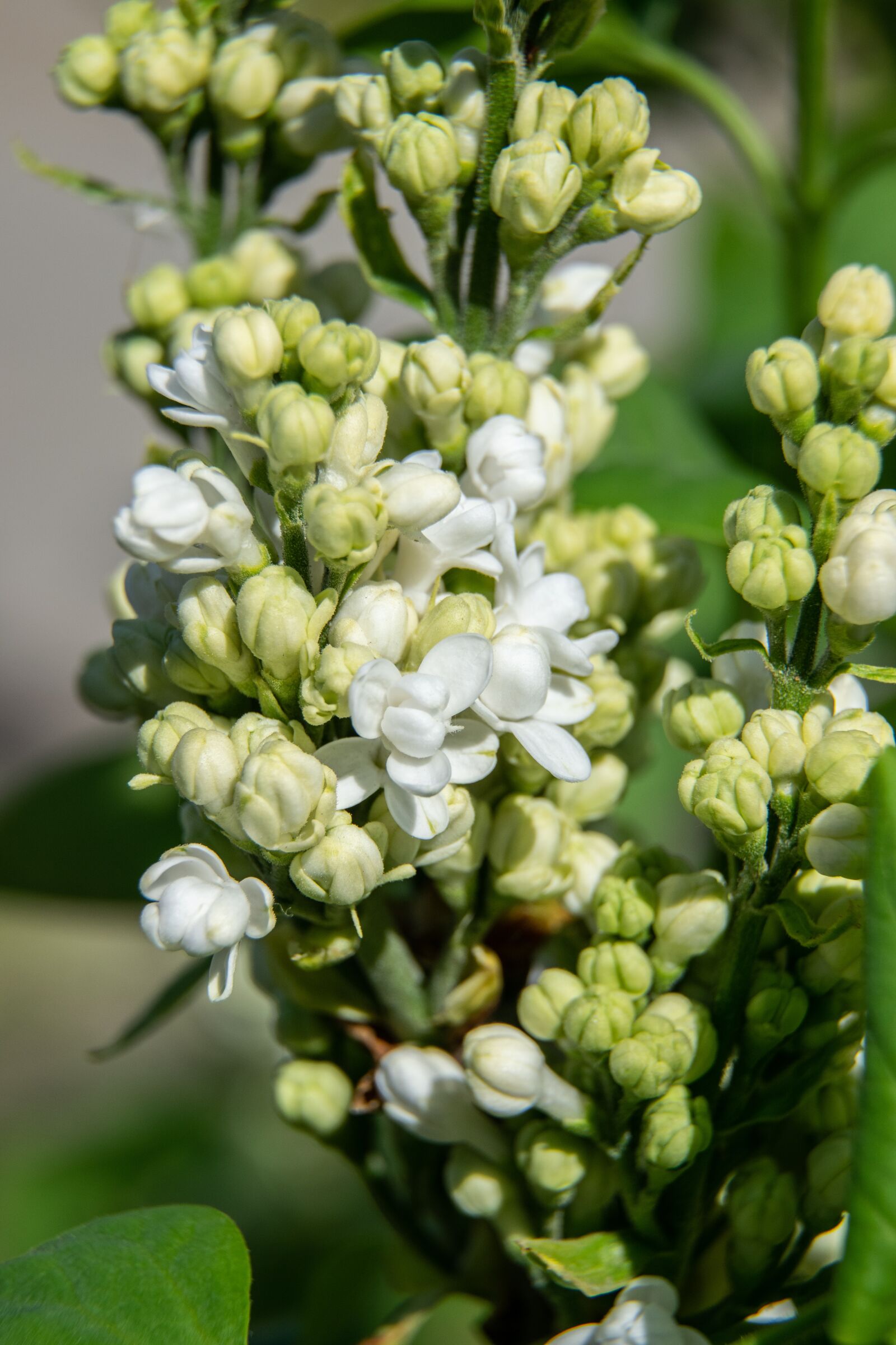 Nikon D3300 sample photo. Flower, wood, bush photography
