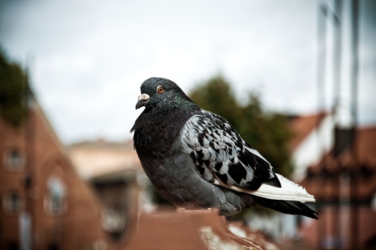 Nikon D3200 sample photo. Animal, bird, nature photography