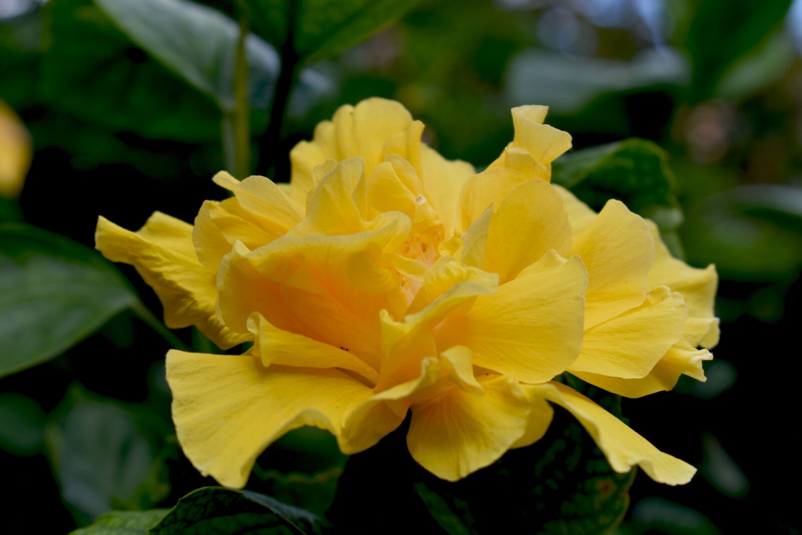 Nikon D3500 sample photo. Fotografía, flor, naturaleza photography