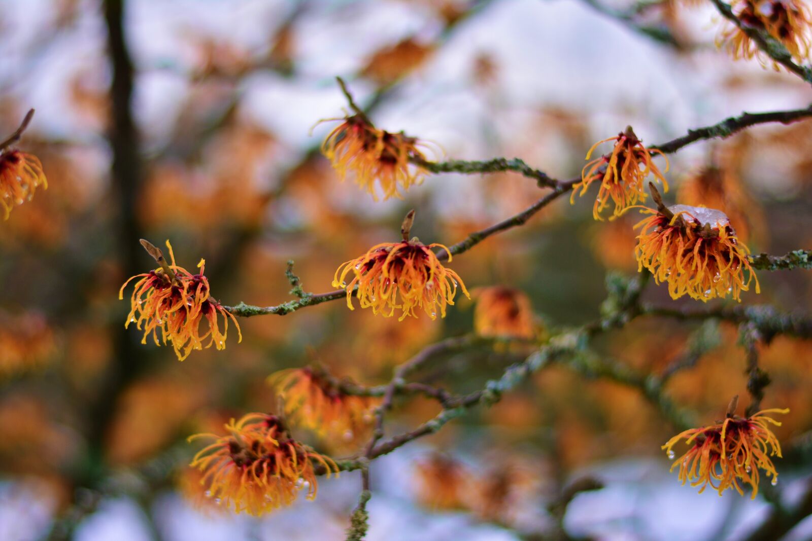Nikon D5200 sample photo. Witch hazel, witch hazel photography
