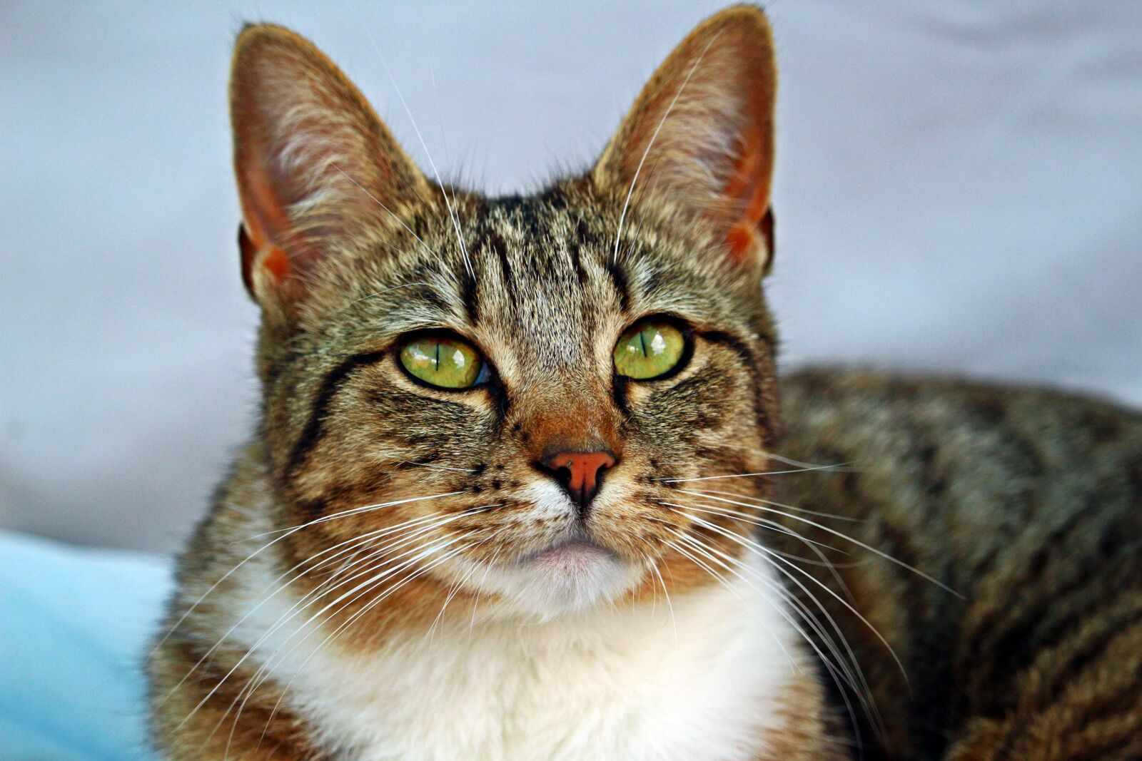 Canon EOS 100D (EOS Rebel SL1 / EOS Kiss X7) sample photo. Cat, tiger cat, mackerel photography