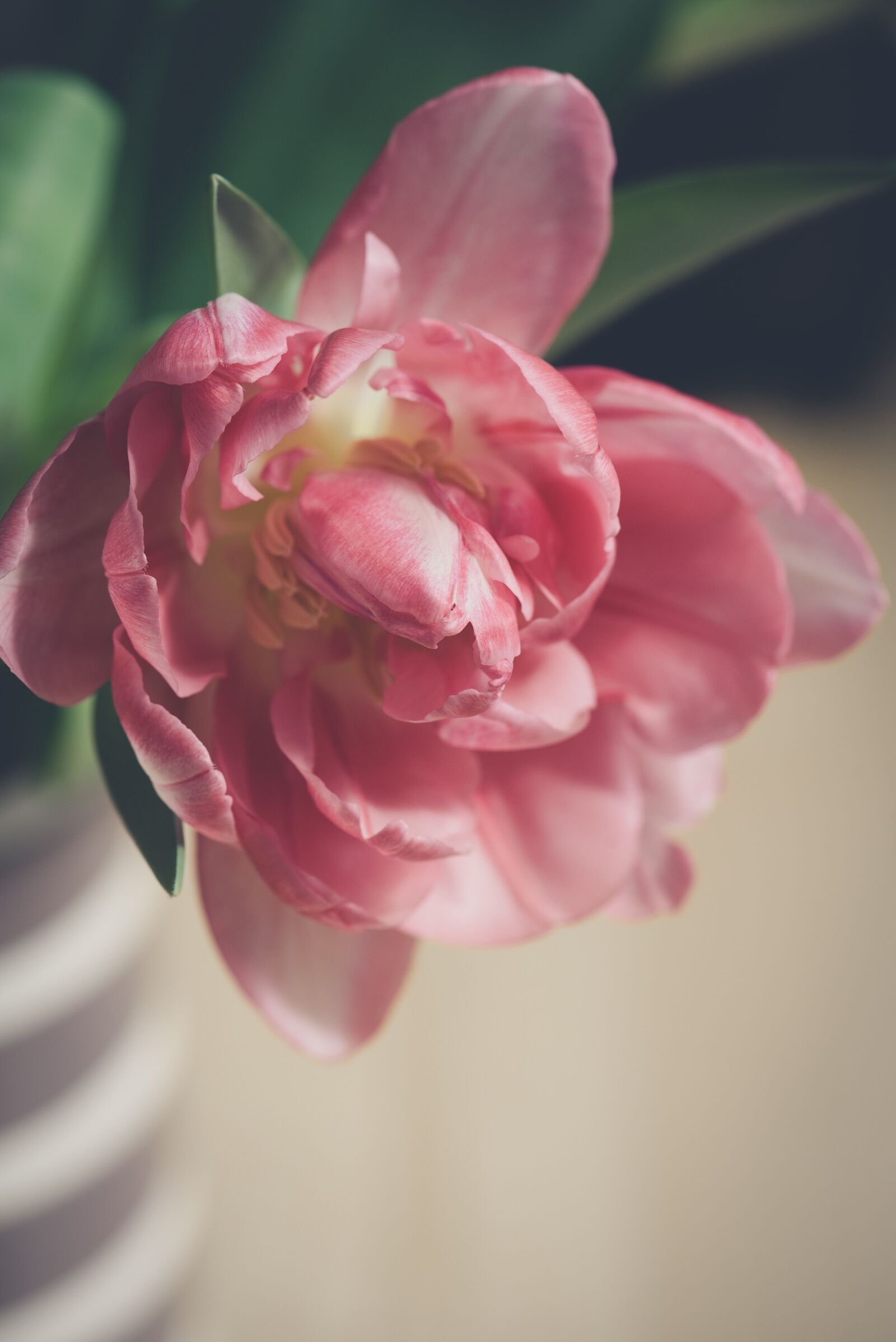 Nikon D750 sample photo. Tulip, blossom, bloom photography