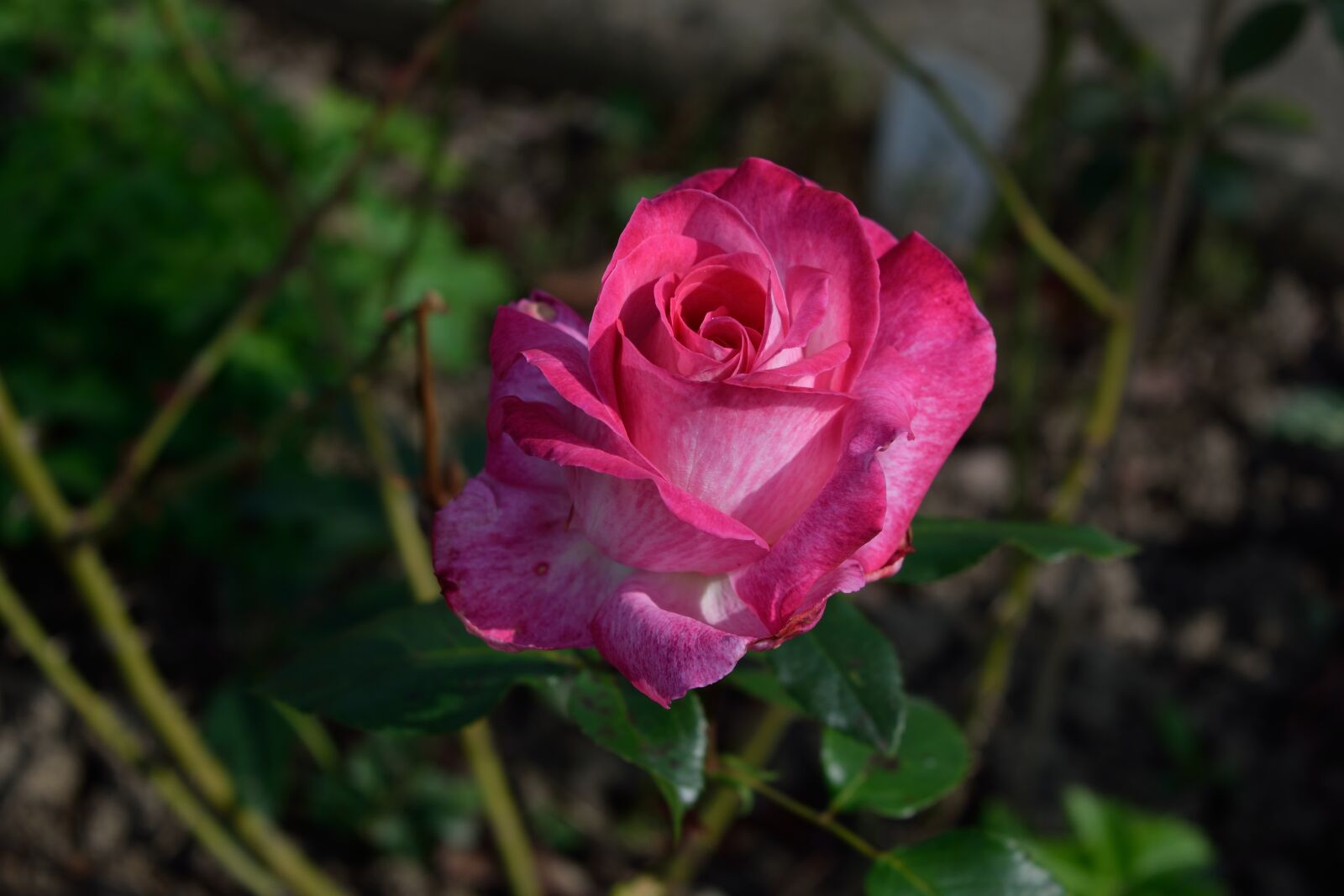Nikon D3300 sample photo. Rose, flower, blossom photography