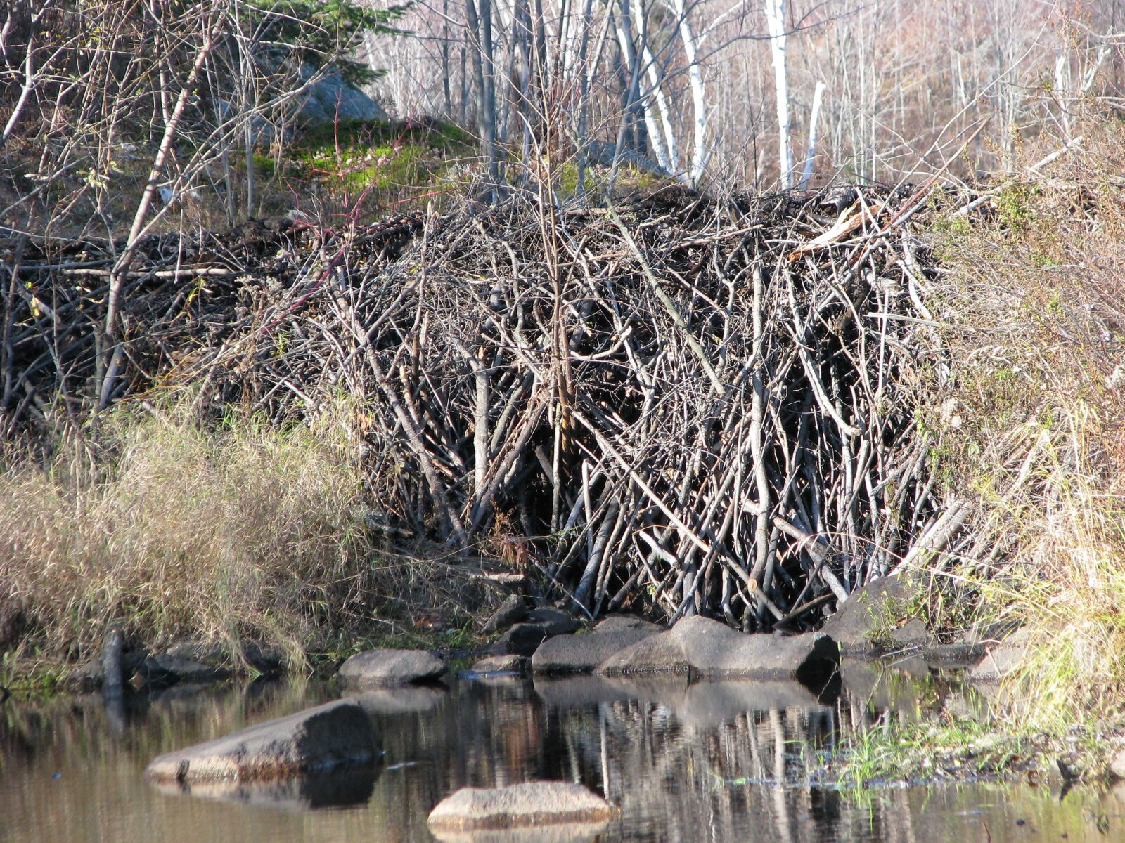 Canon POWERSHOT S5 IS sample photo. Beaver dam, close-up, deer photography