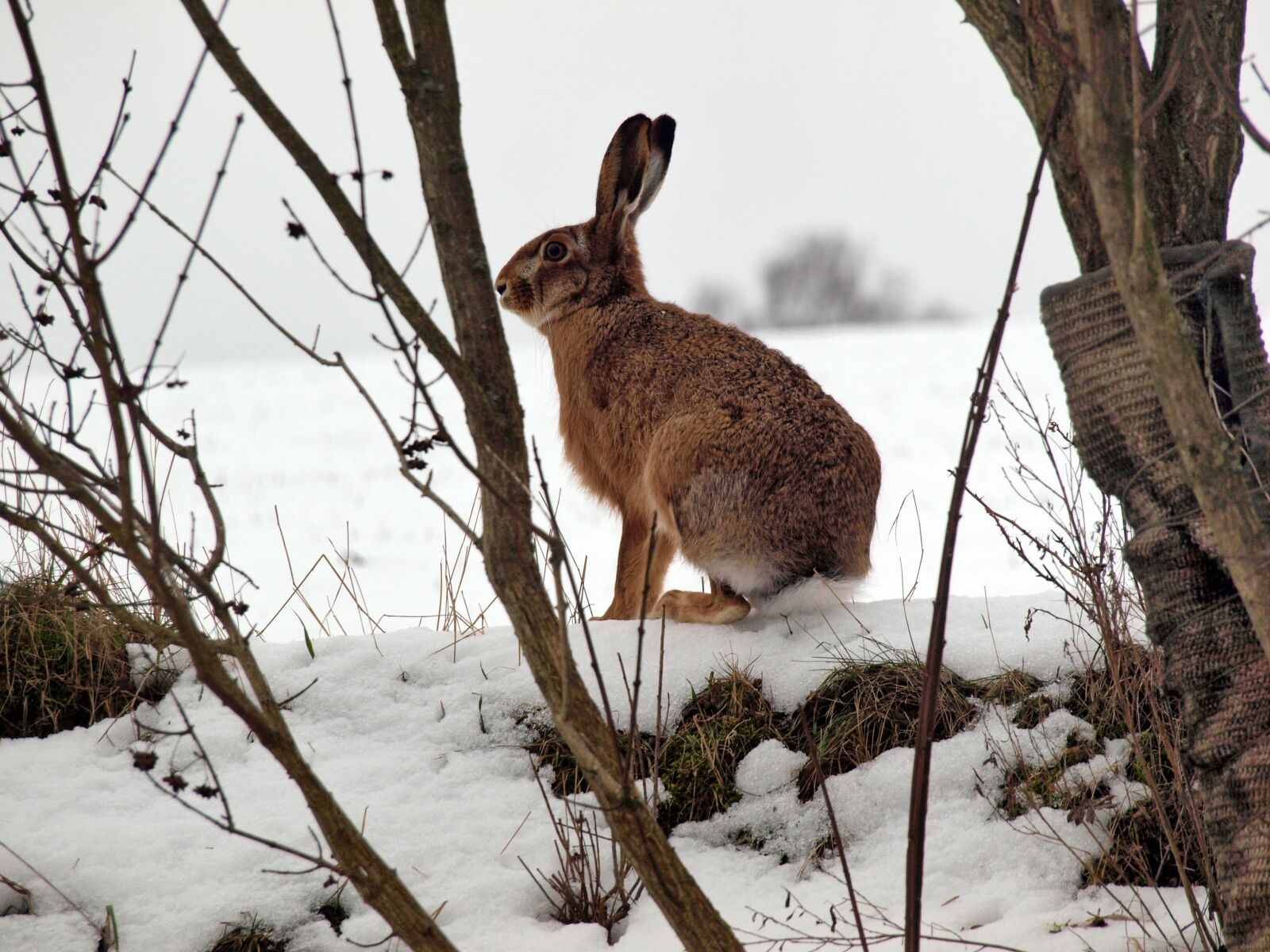 Olympus E-520 (EVOLT E-520) sample photo. Hare, rabbit, freilebend photography