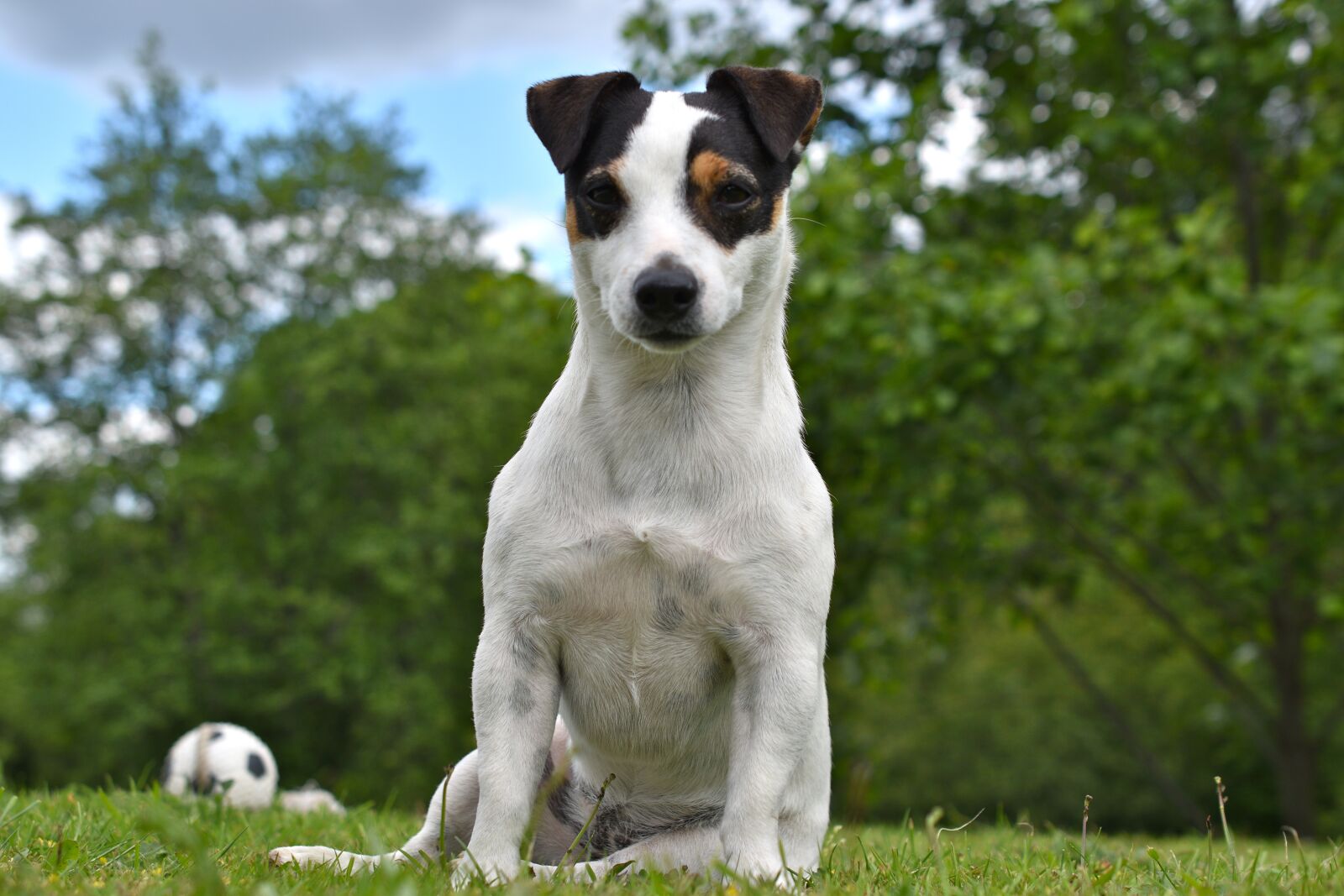 Nikon D5600 sample photo. Dog, jack russel, animal photography