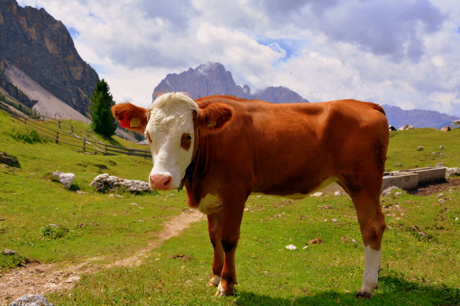 Nikon D7100 sample photo. Cow, dolomites, prato photography