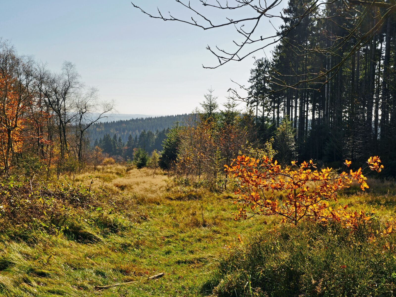 Panasonic Lumix DMC-GX8 sample photo. Autumn, sauerland, emerge photography