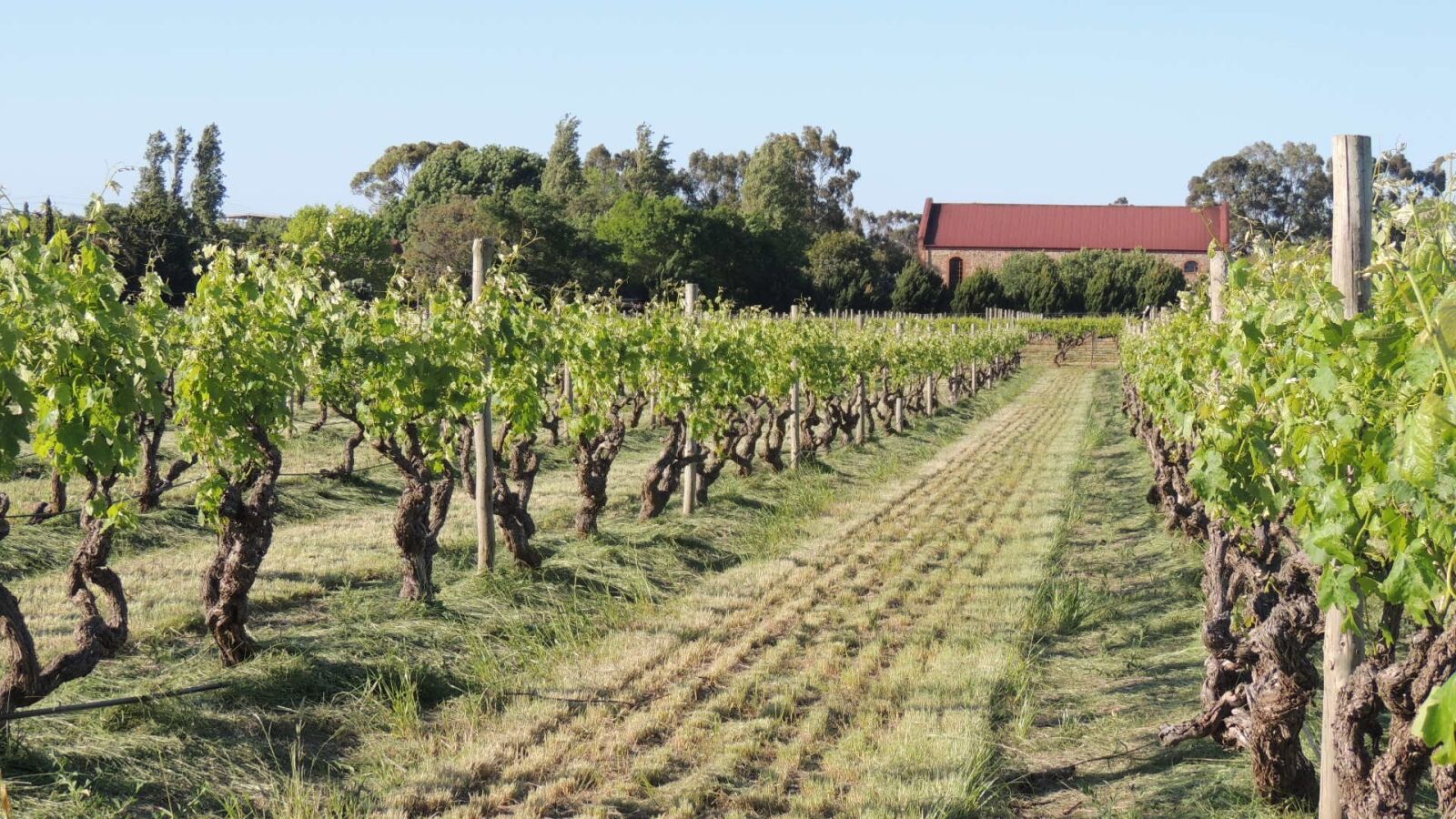 Nikon Coolpix P510 sample photo. Vineyard, wines, fruit photography