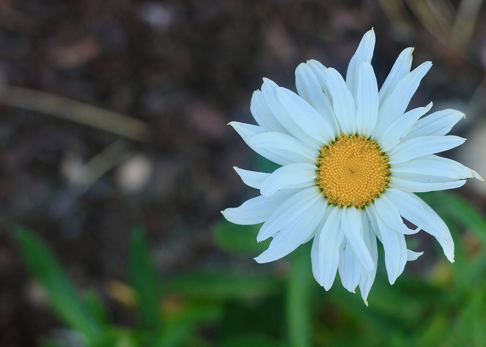 Canon EOS 550D (EOS Rebel T2i / EOS Kiss X4) sample photo. Daisy, white, bloom photography