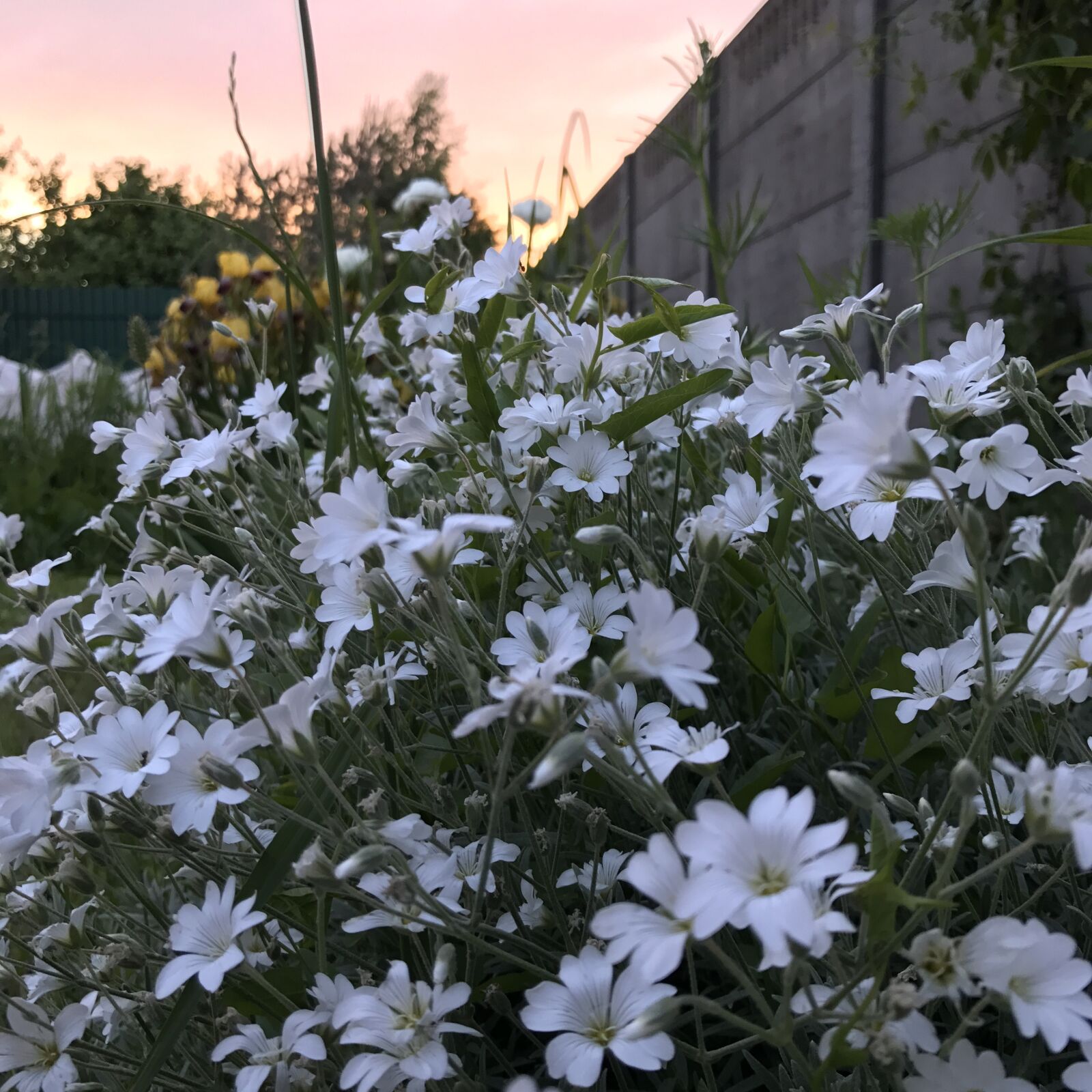 Apple iPhone 7 sample photo. Flowers, summer, summer flowers photography
