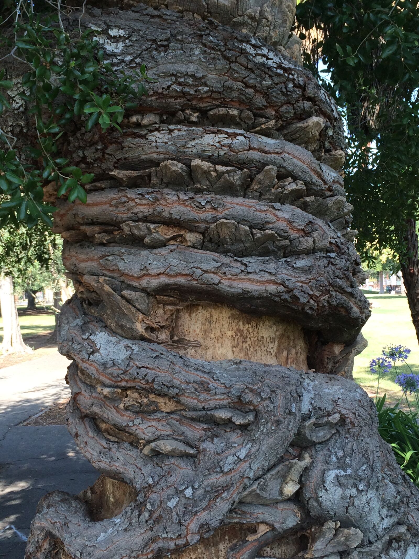 iPhone 5s back camera 4.12mm f/2.2 sample photo. Tree, old, plant photography