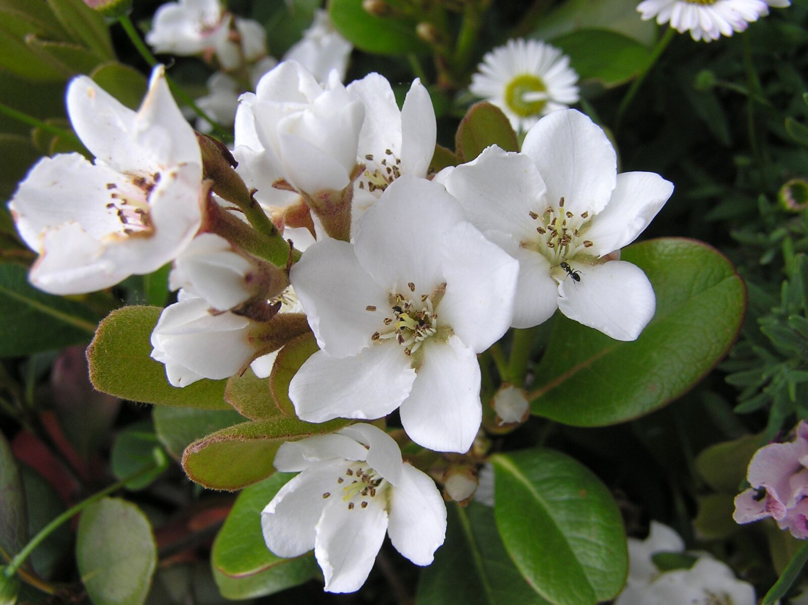 Olympus C750UZ sample photo. Flower, white, indian hawthorn photography