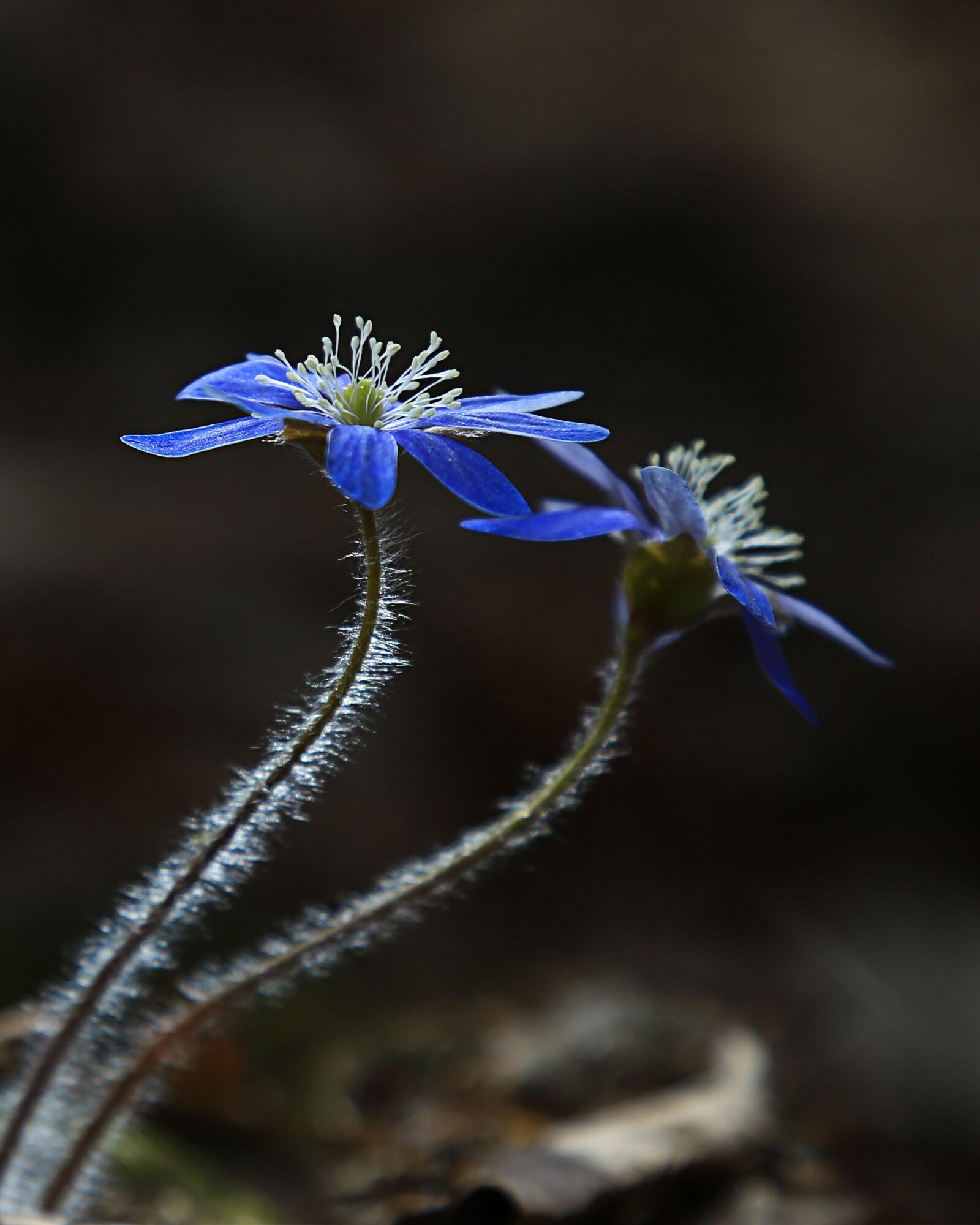 Canon EOS 6D + Canon EF 24-105mm F4L IS USM sample photo. Hepatica, wildflower, spring flowers photography