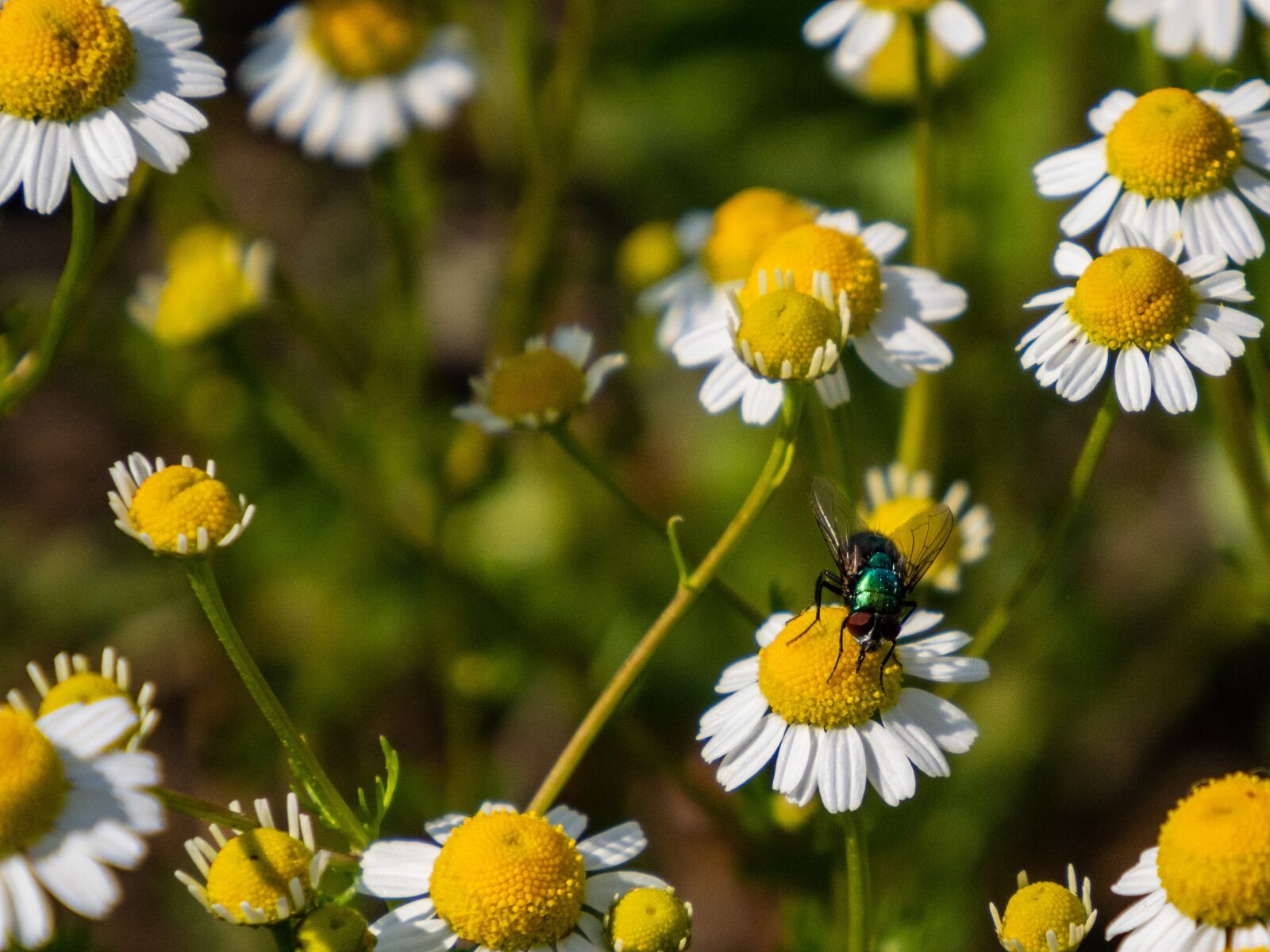 Olympus OM-D E-M10 III sample photo. Flower, yellow, white photography