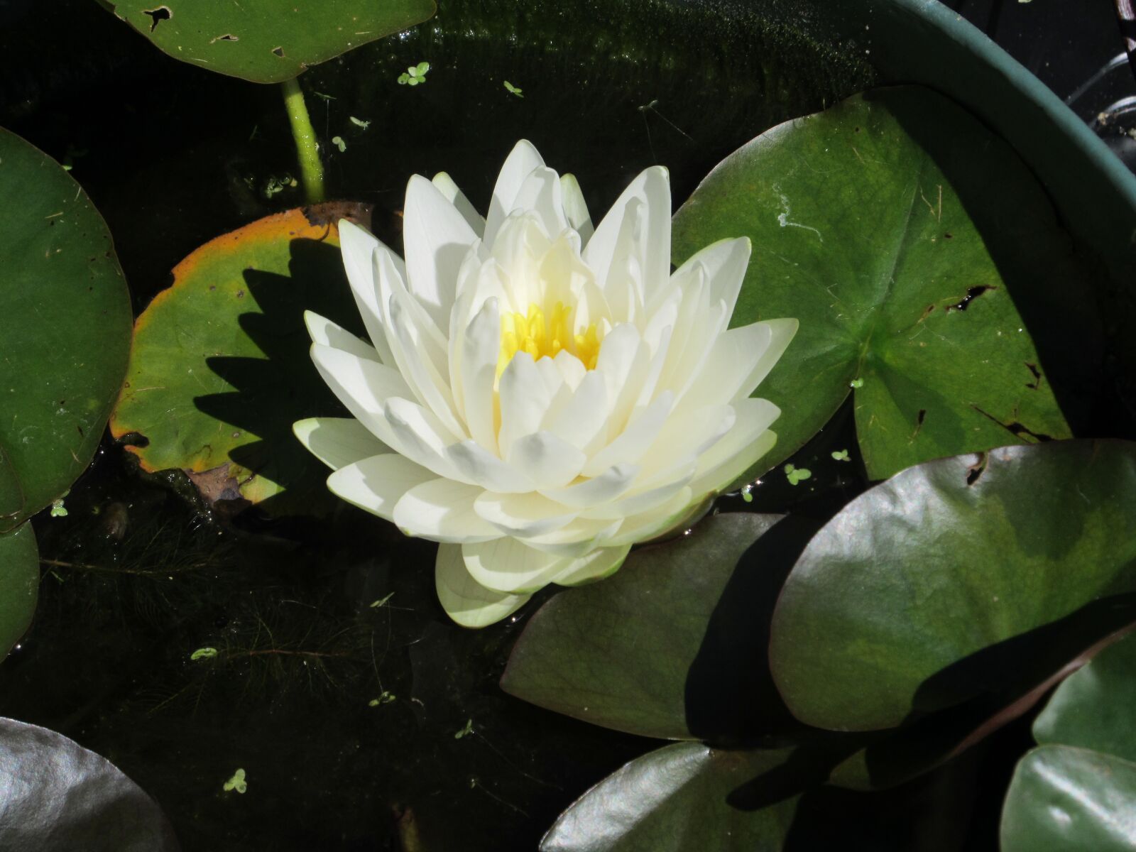 Canon PowerShot ELPH 340 HS (IXUS 265 HS / IXY 630) sample photo. Water lily, lotus flower photography